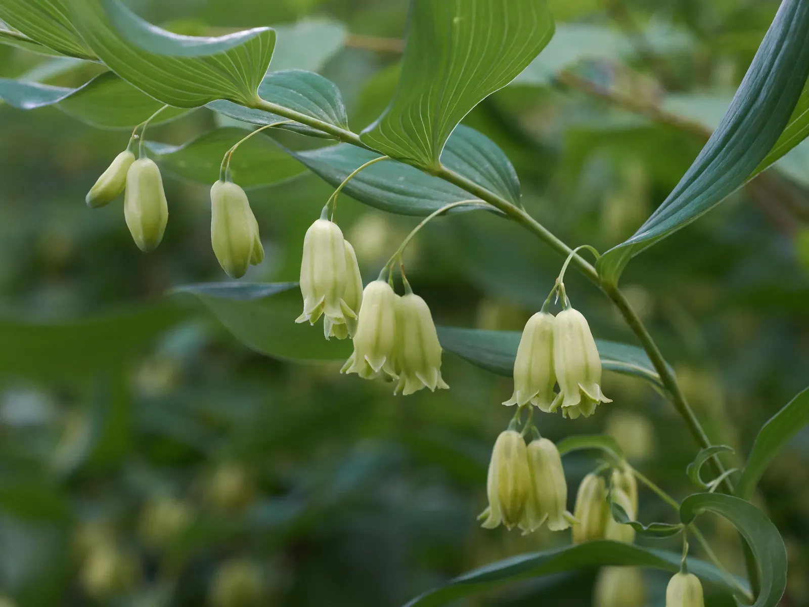 Small Solomon's Seal (Polygonatum Biflorum) — wildflower with yellow blooms