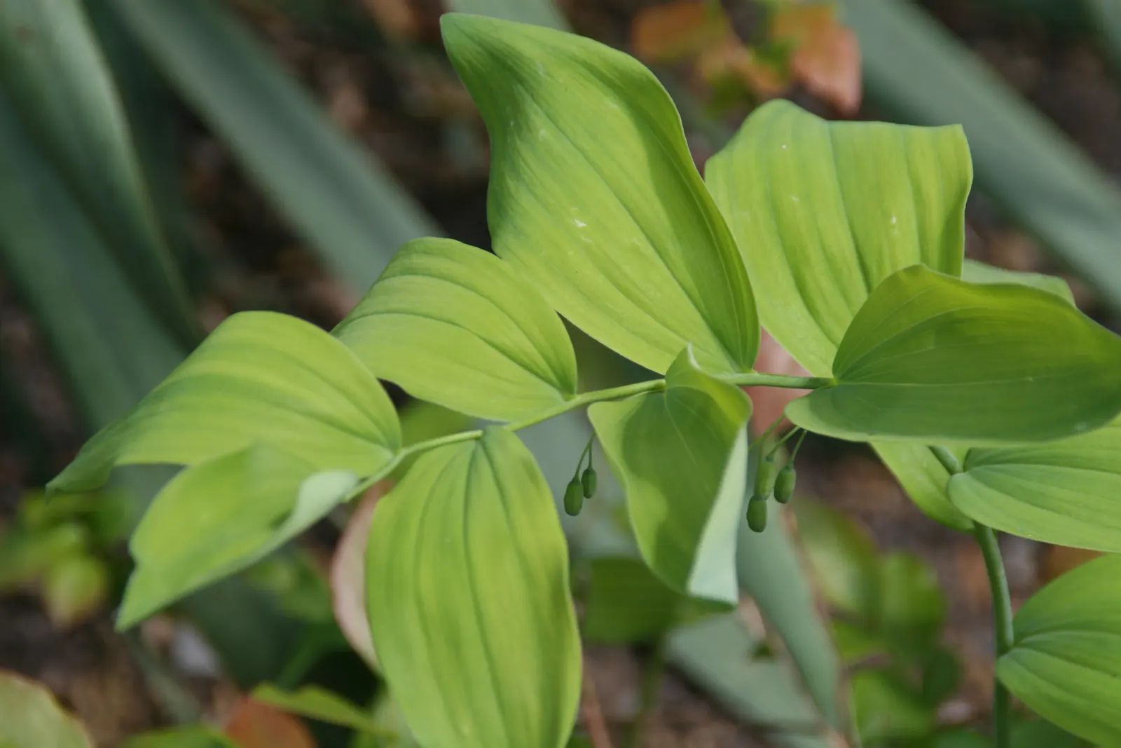 Small Solomon's Seal (Polygonatum Biflorum) — This plant is low-maintenance; wildflower for deep shade or half or shade