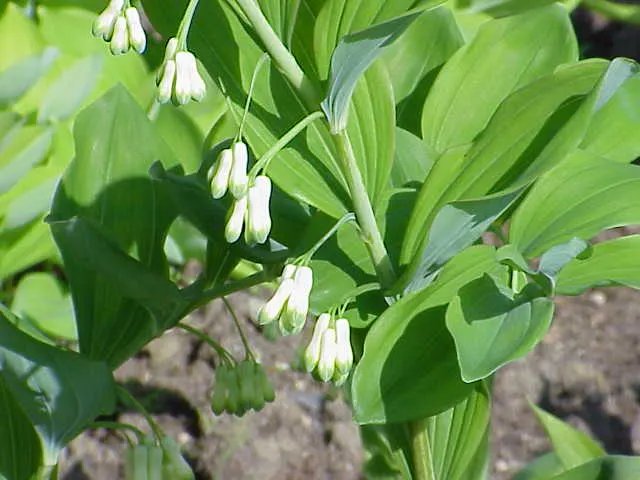 Small Solomon's Seal (Polygonatum Biflorum) — seasonal interest to landscapes
