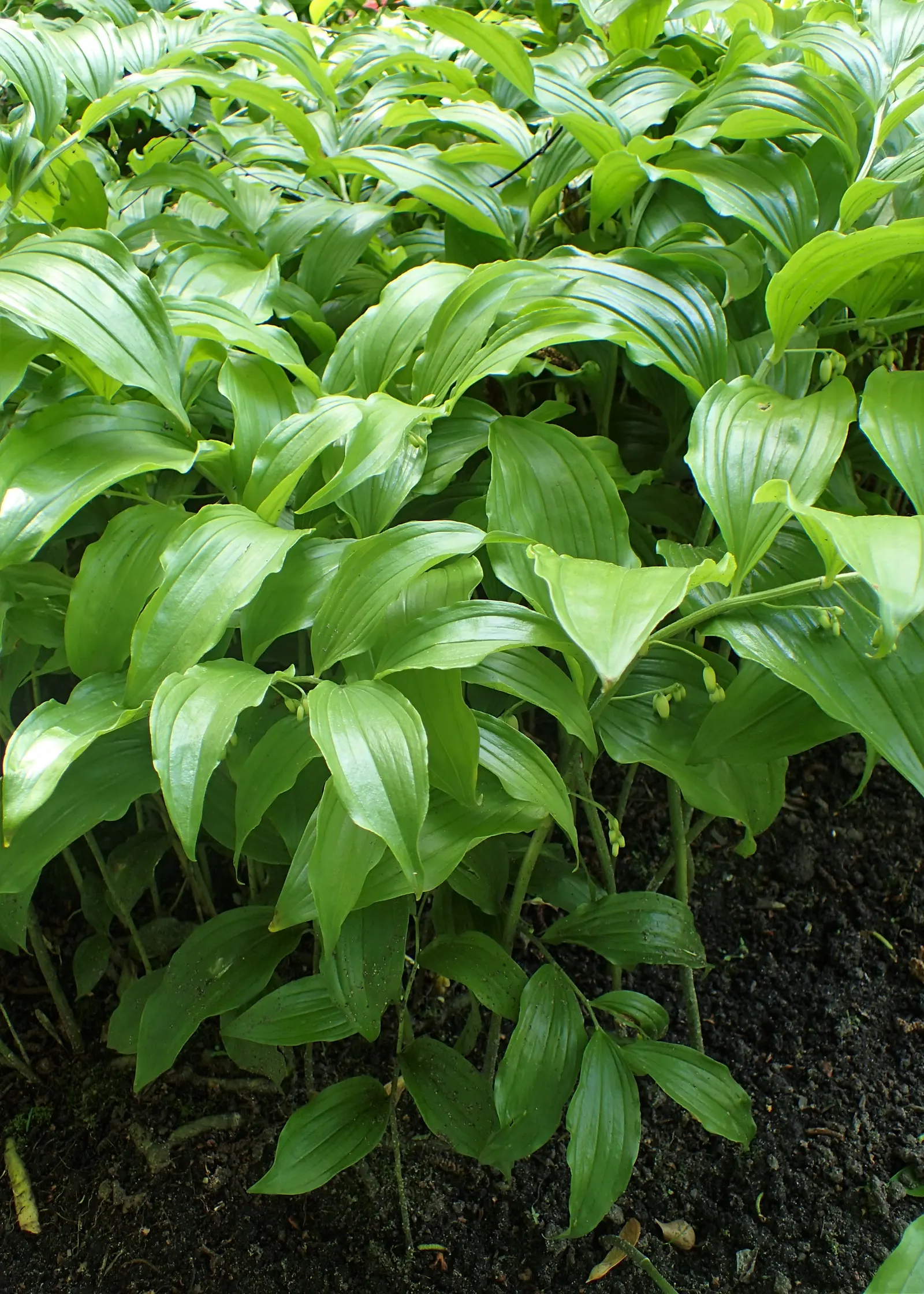 Small Solomon's Seal (Polygonatum Biflorum) — and it attracts pollinators while providing dynamic; seasonal interest to landscapes