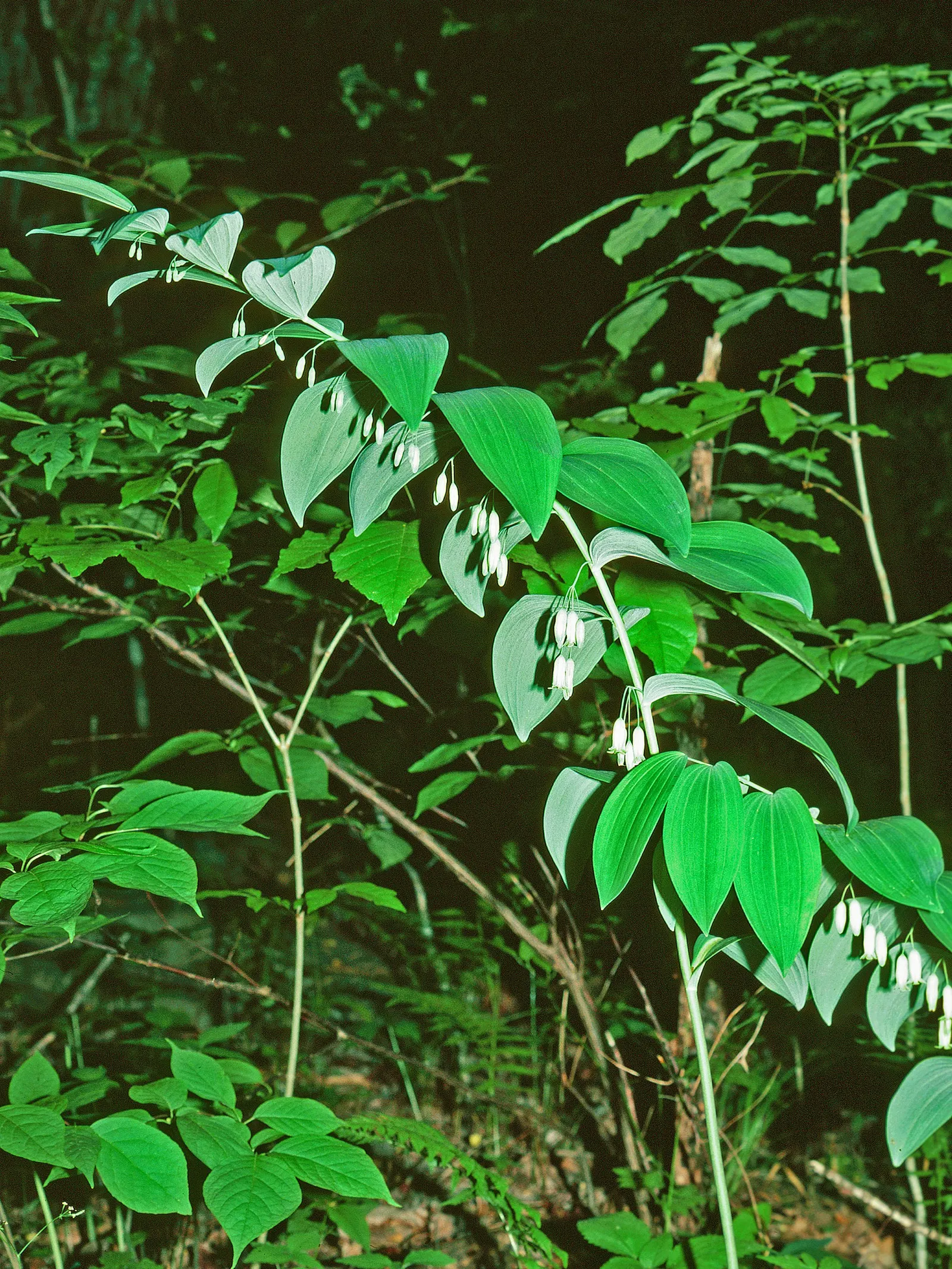 Small Solomon's Seal (Polygonatum Biflorum) — perennial native with arched stems up to 3 feet tall; which can reach up to 18 to 24 inches in height