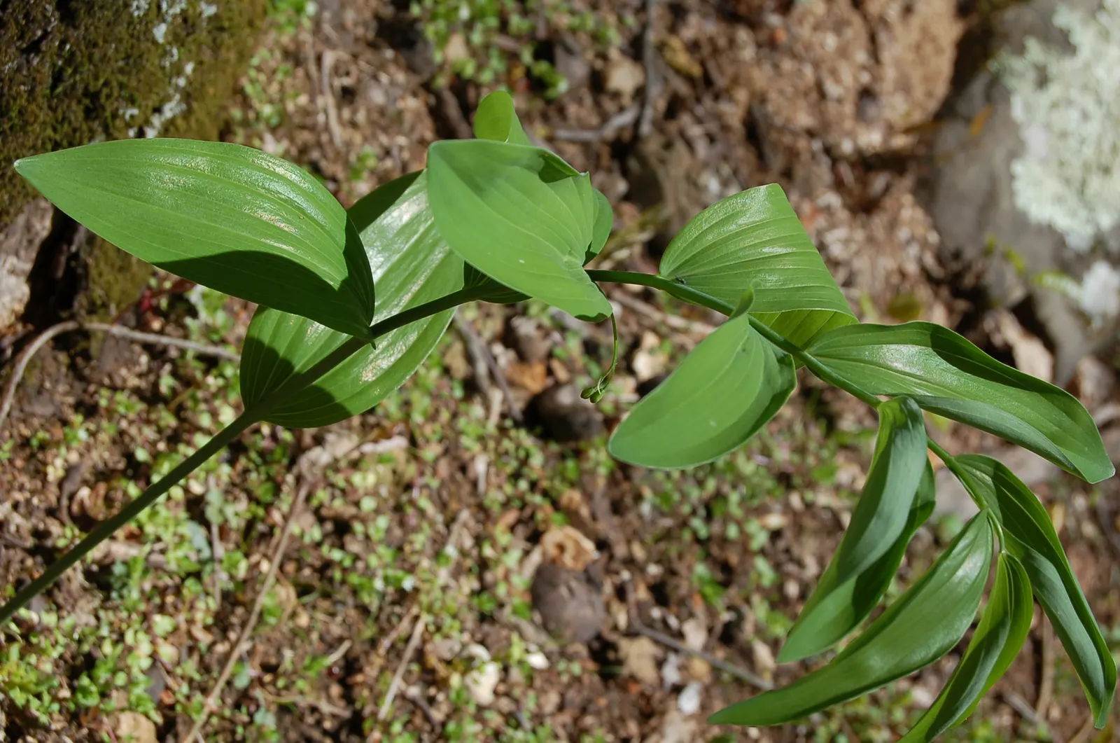 Small Solomon's Seal (Polygonatum Biflorum) — scientifically known as Polygonatum biflorum