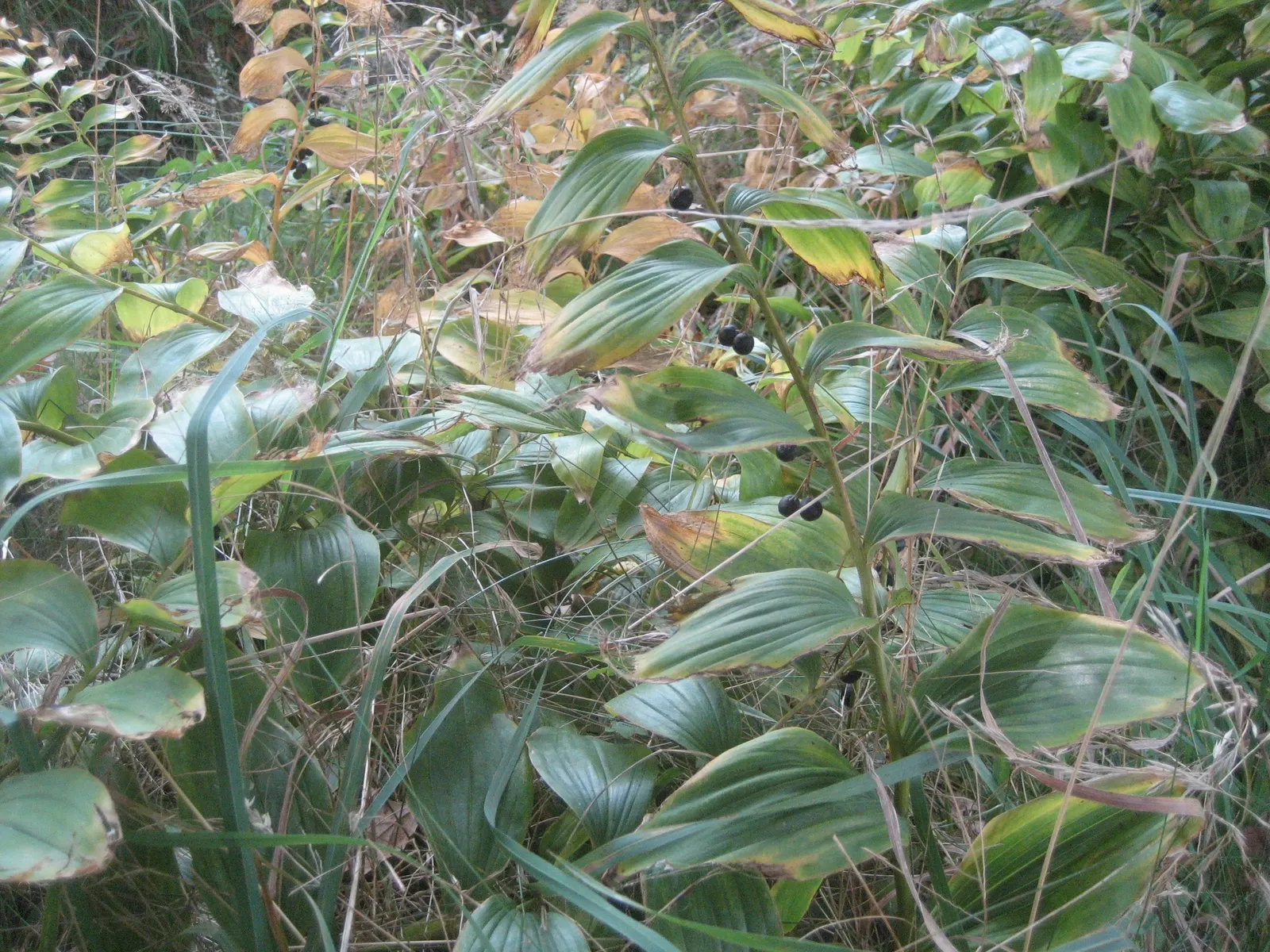 Small Solomon's Seal (Polygonatum Biflorum) — contributing a refined vertical accent to your landscape; meaning 'two flowers') blooms