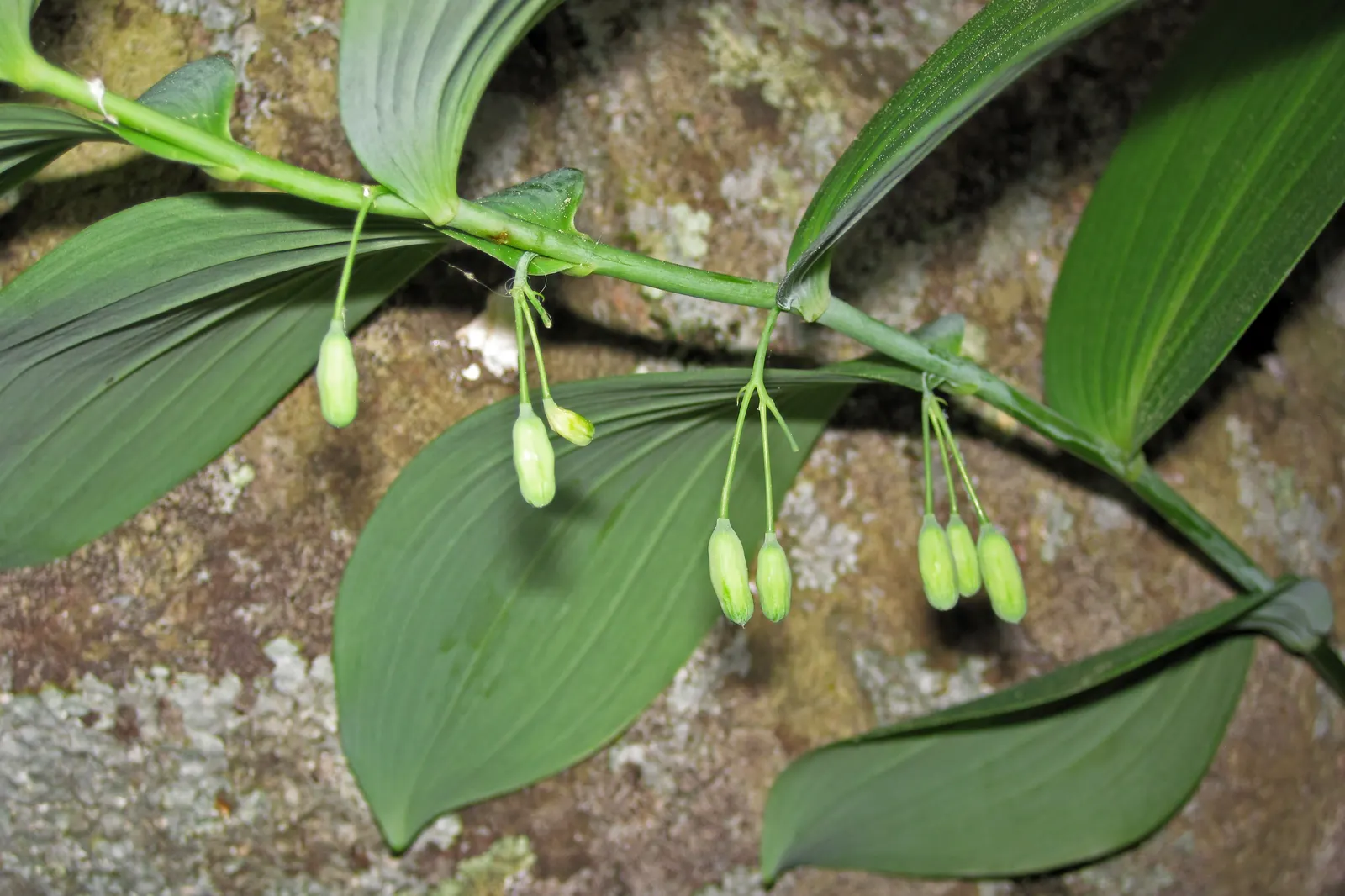 Small Solomon's Seal (Polygonatum Biflorum) — the Small Solomon's Seal may produce bluish-black berries that are significant for birds and other wildlife