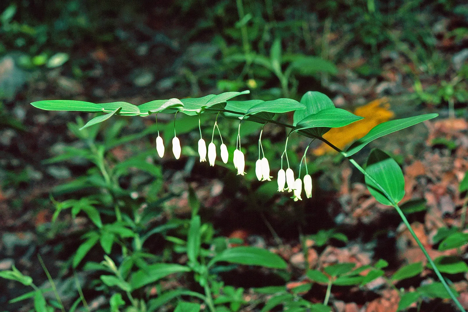 Small Solomon's Seal (Polygonatum Biflorum) — scientifically known as Polygonatum biflorum; this plant thrives best in partial to full shade