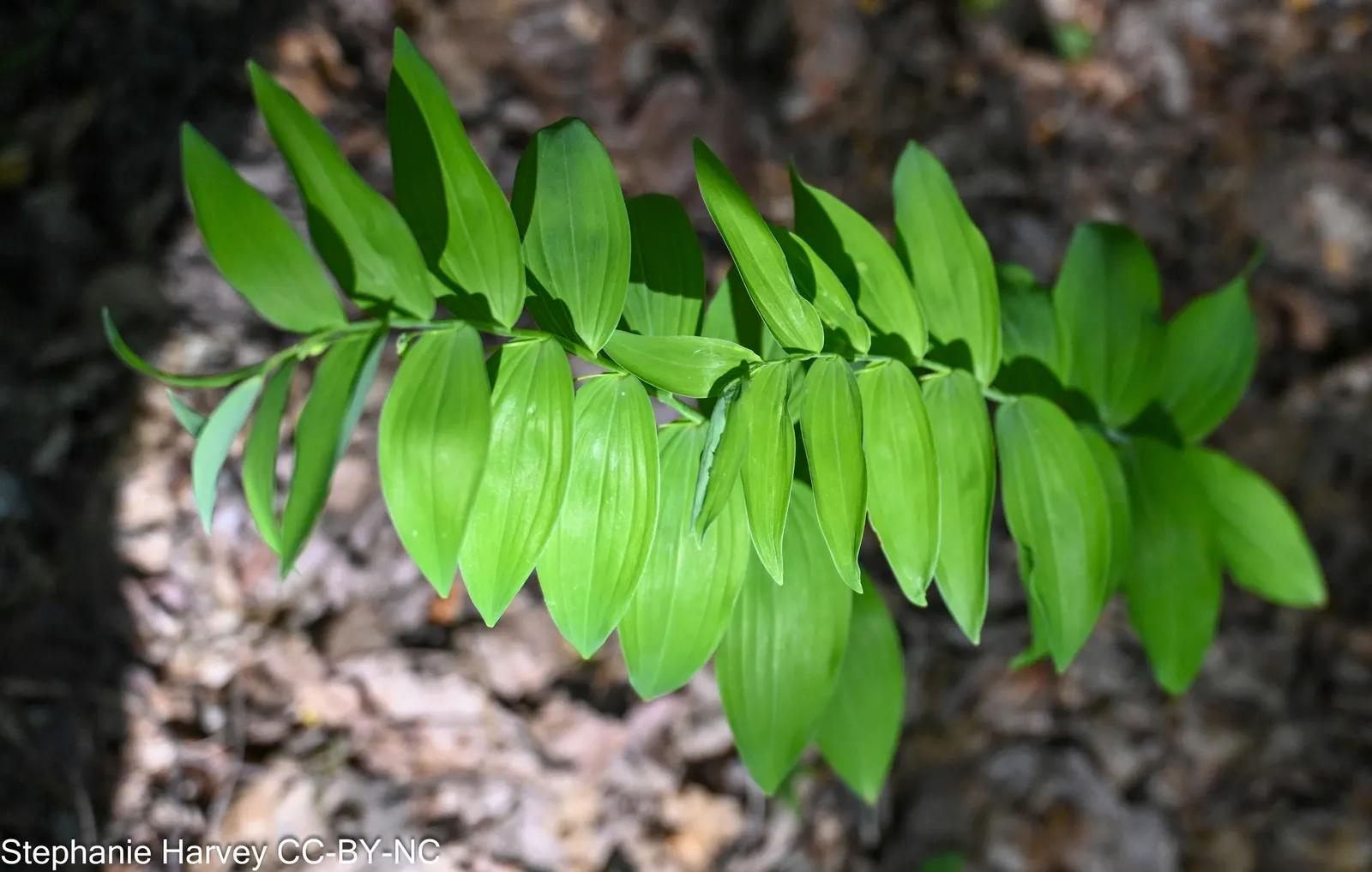 Small Solomon's Seal (Polygonatum Biflorum) — and it attracts pollinators while providing dynamic