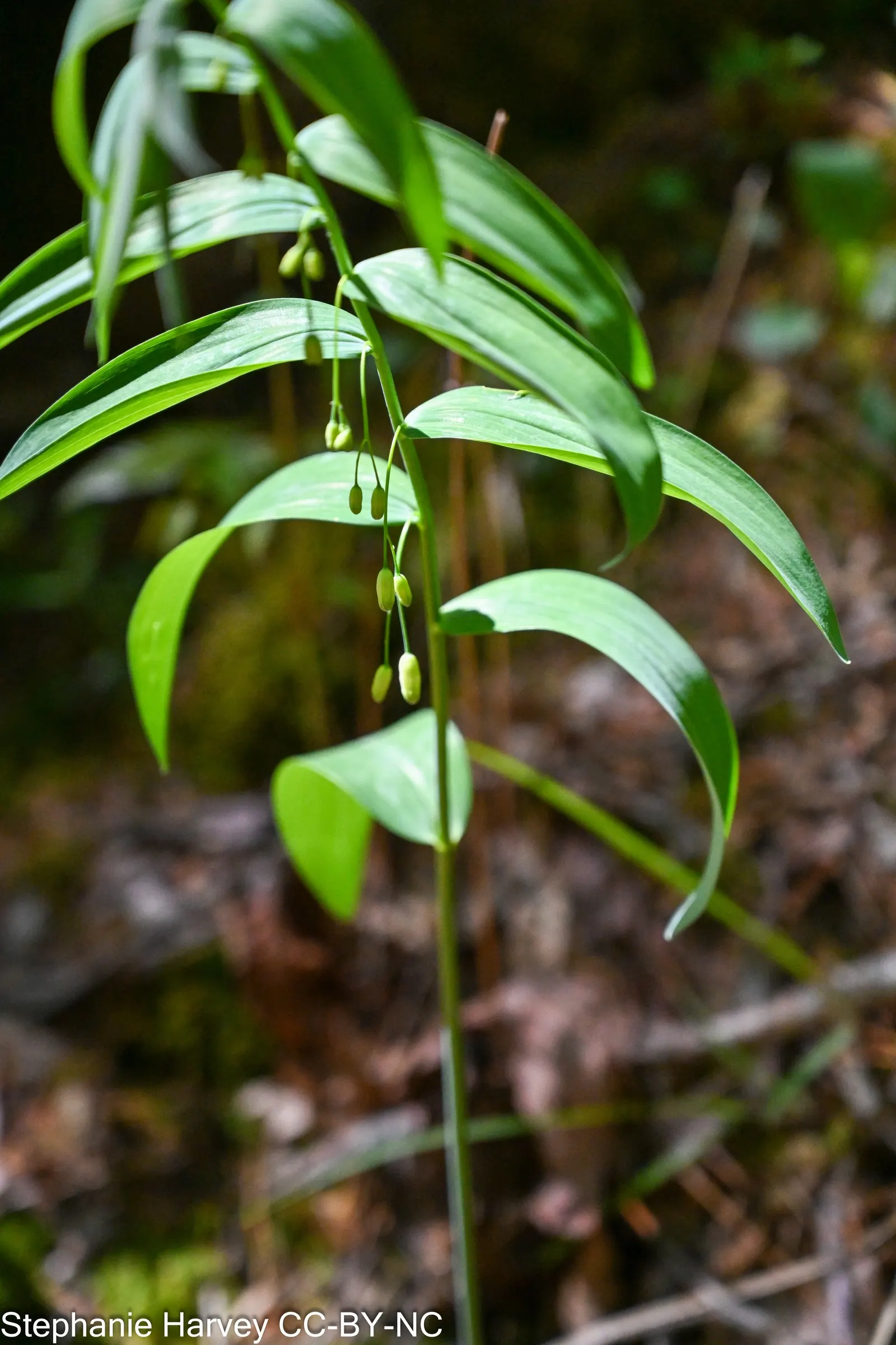 Small Solomon's Seal (Polygonatum Biflorum) — meaning 'two flowers') blooms; the Small Solomon's Seal may produce bluish-black berries that are significant for