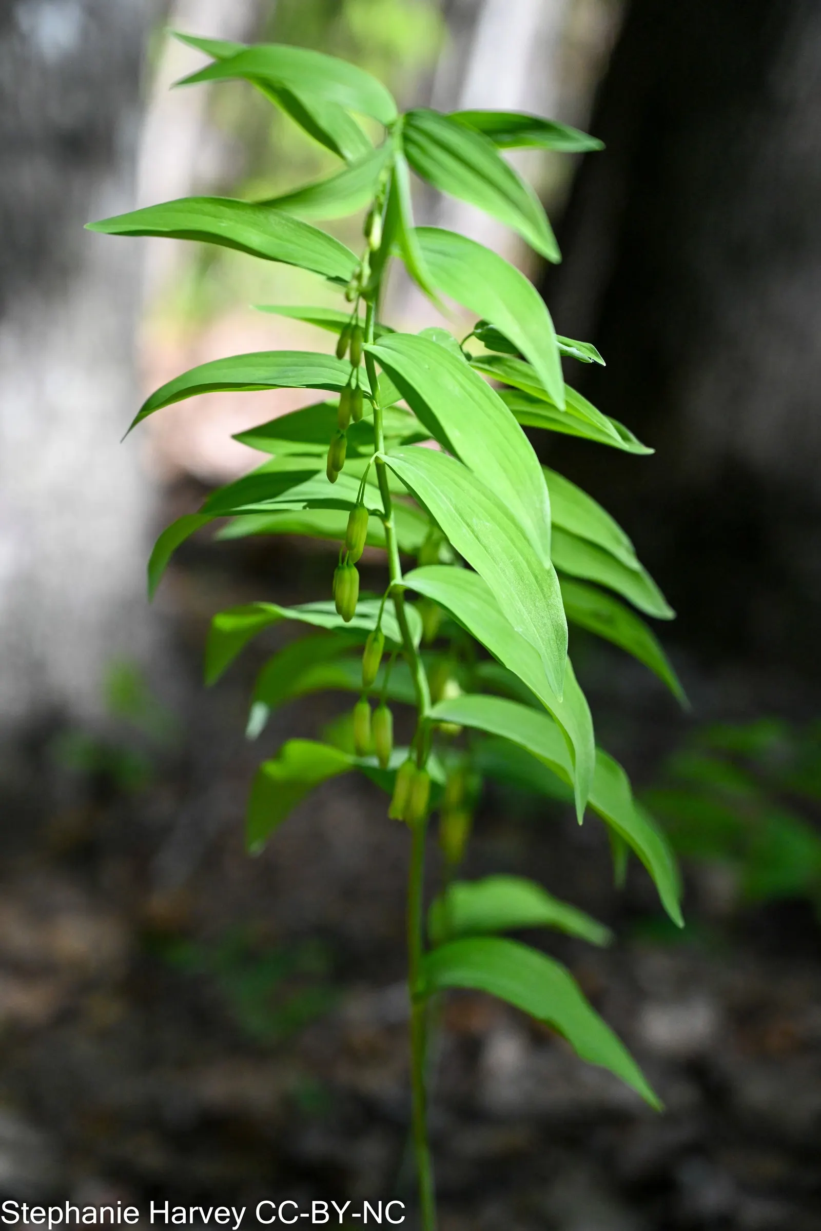 Small Solomon's Seal (Polygonatum Biflorum) — These flowers hang subtly below the stems