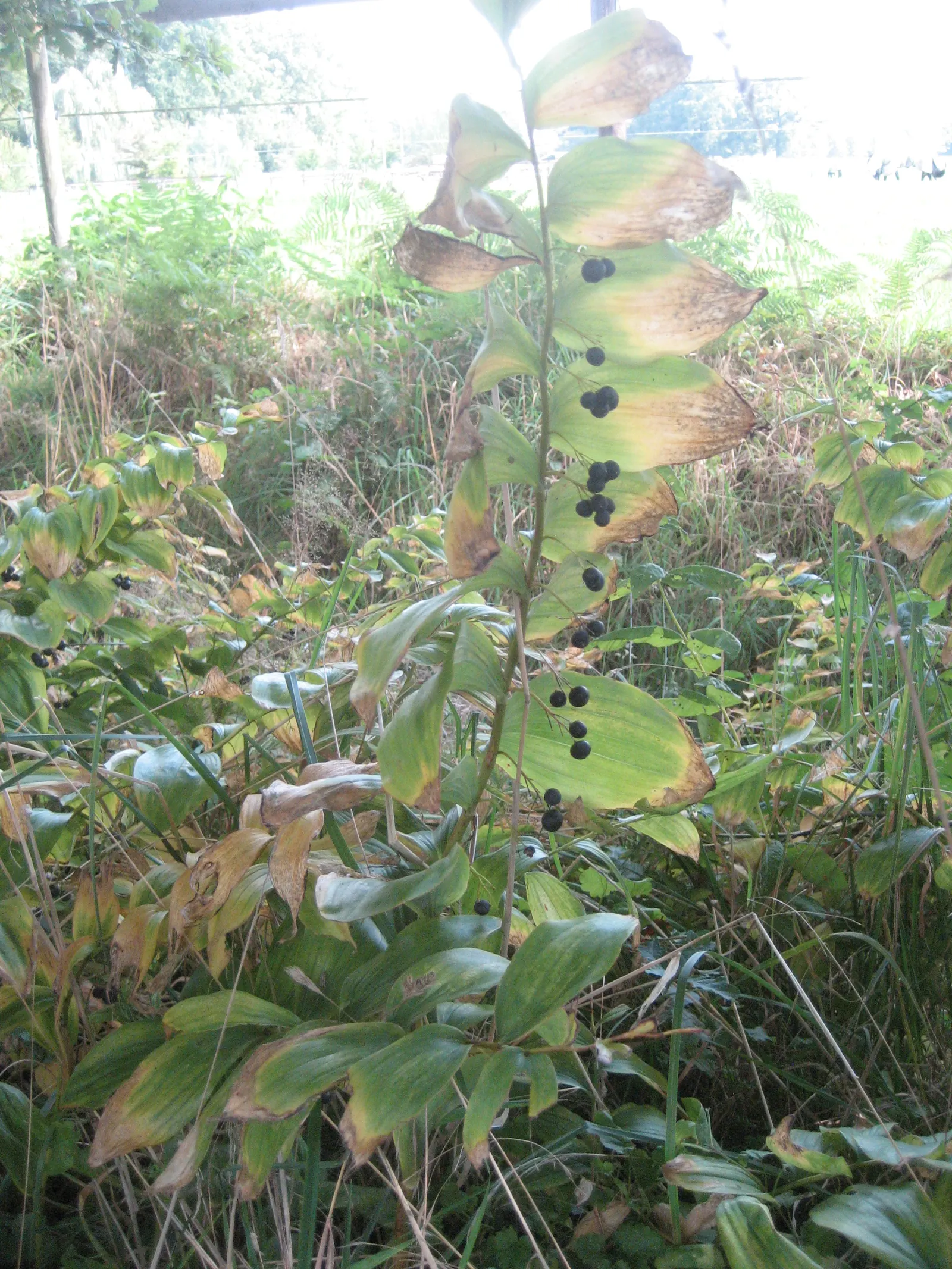Small Solomon's Seal (Polygonatum Biflorum) — needing only occasional watering once established