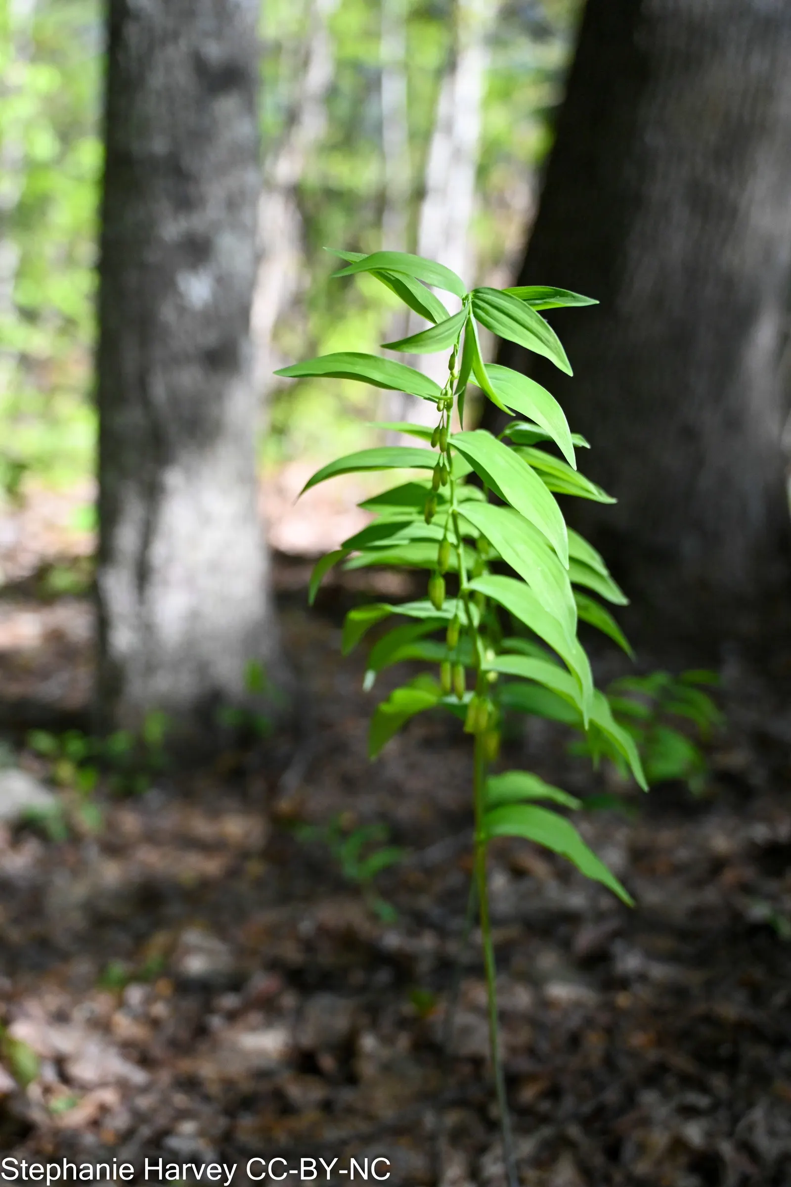 Small Solomon's Seal (Polygonatum Biflorum) — contributing a refined vertical accent to your landscape