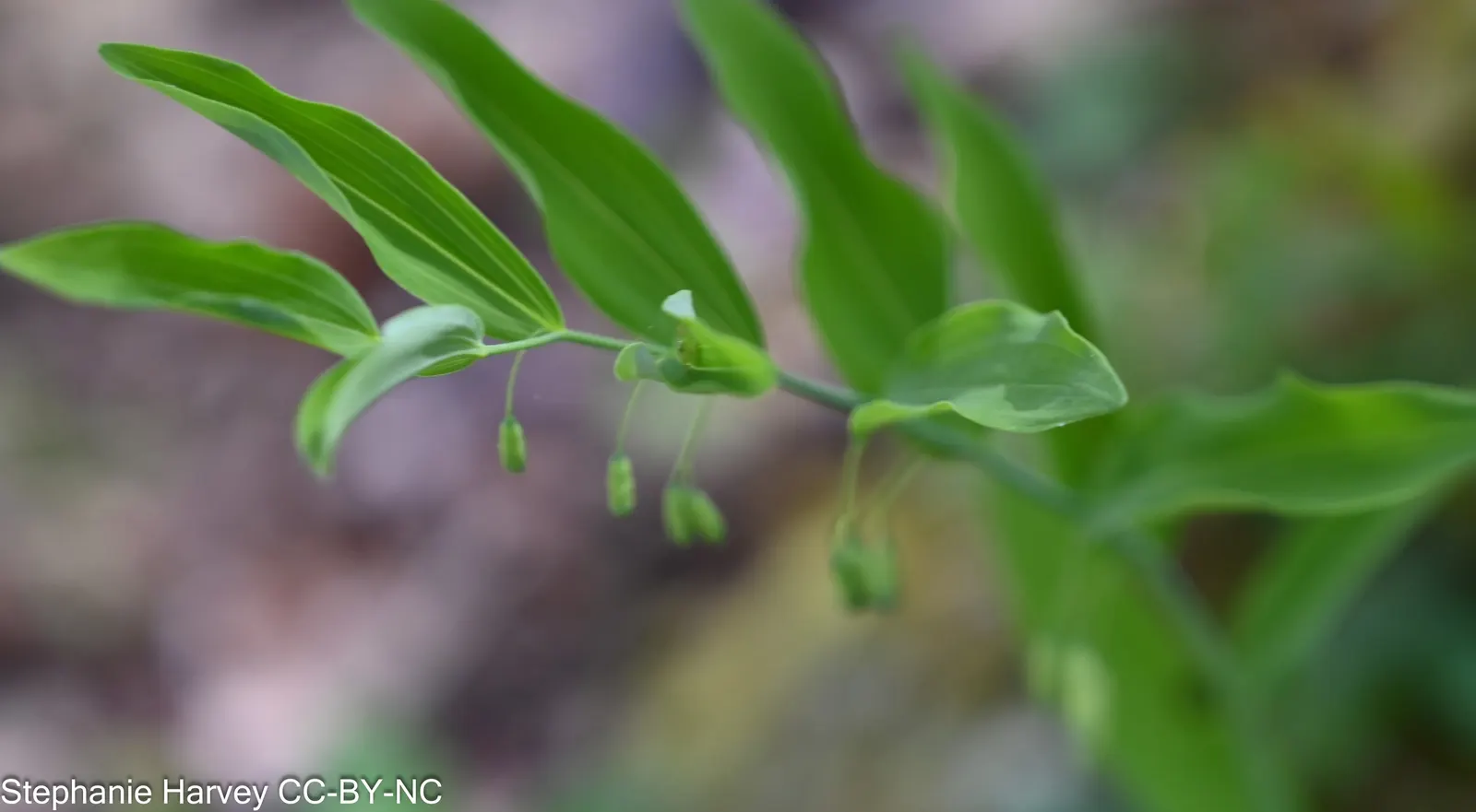Small Solomon's Seal (Polygonatum Biflorum) — These flowers hang subtly below the stems; and periodic mulching to retain soil moisture