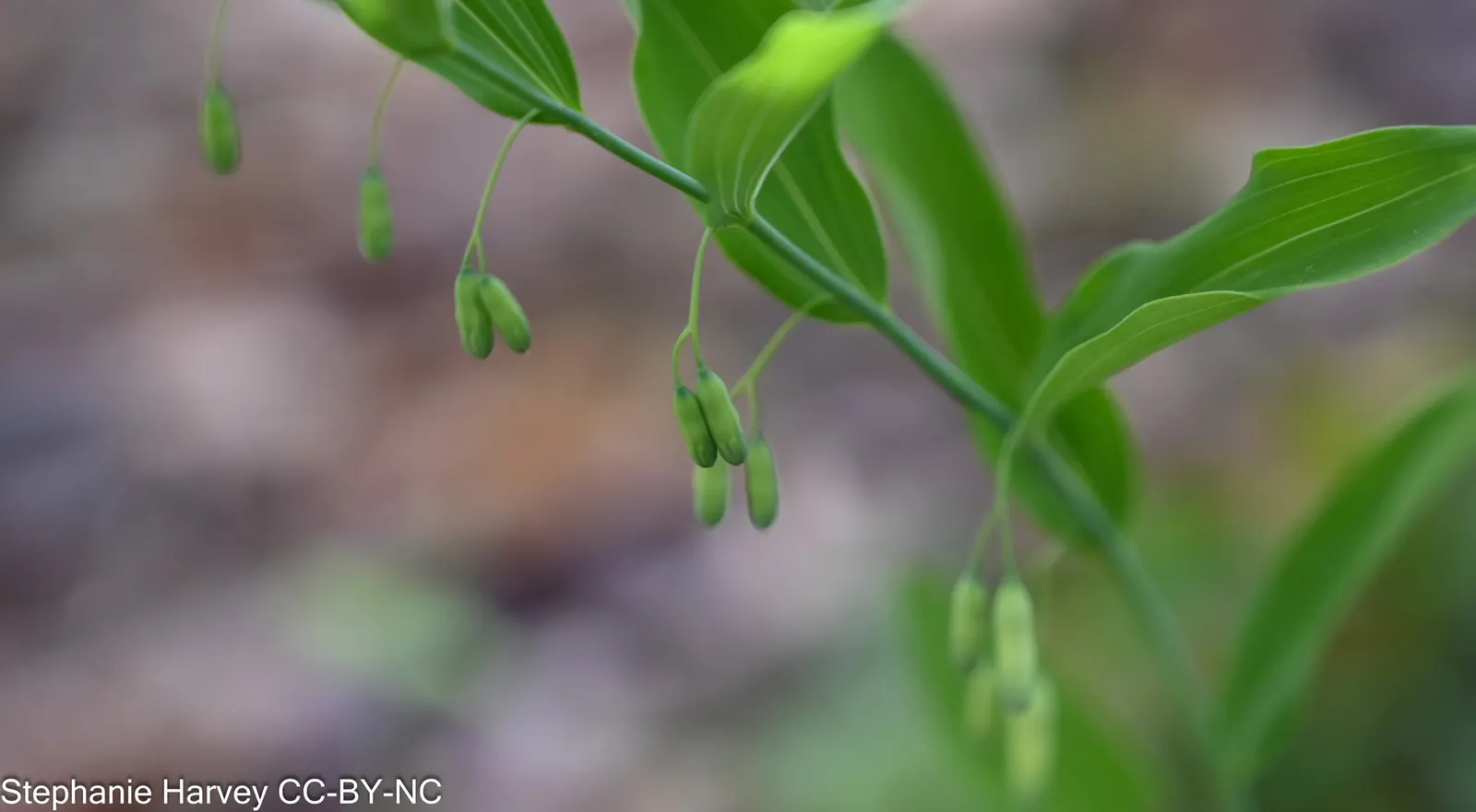 Small Solomon's Seal (Polygonatum Biflorum) — It is characterized by its arching stems