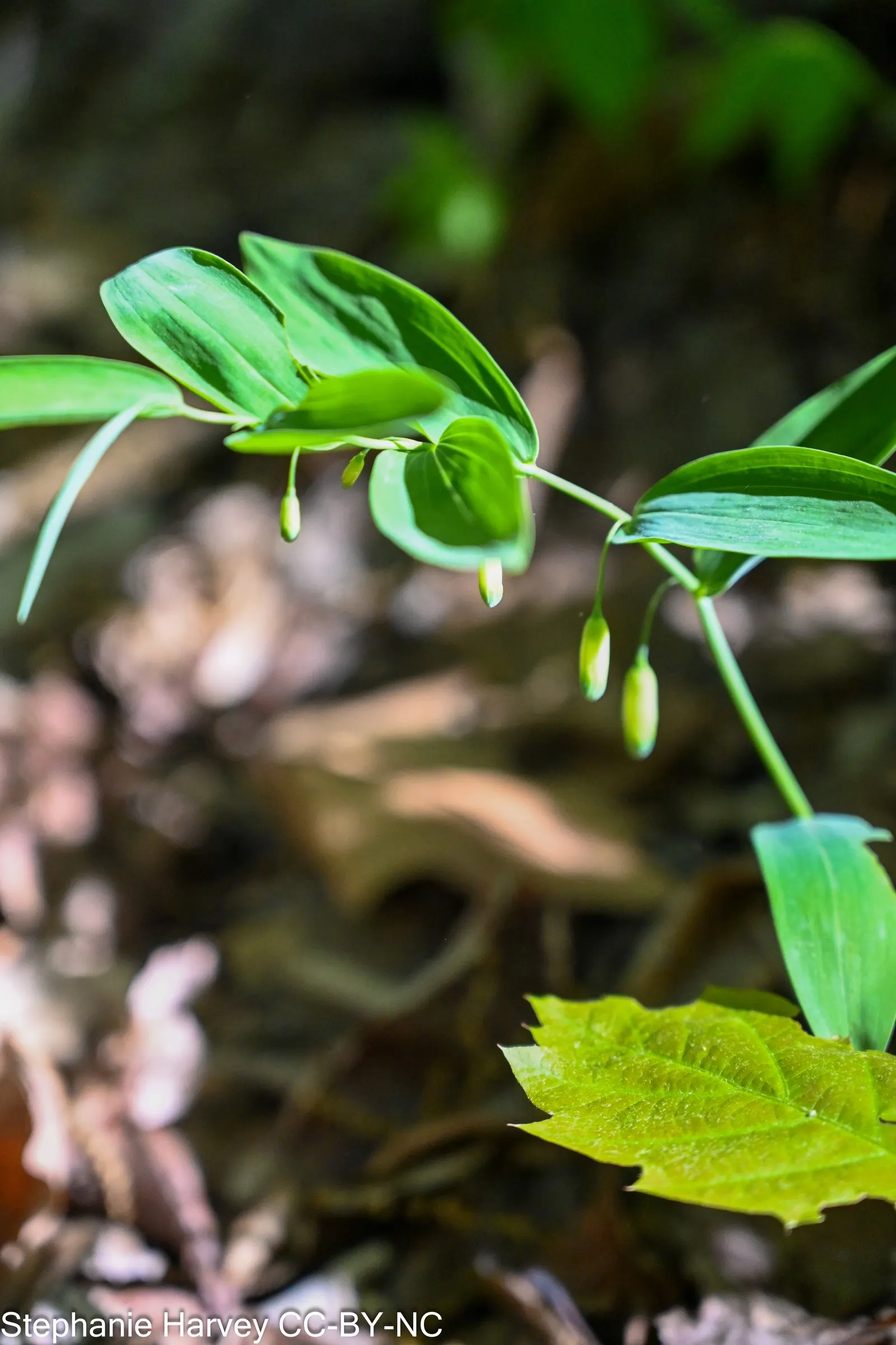 Small Solomon's Seal (Polygonatum Biflorum) — Preferring part to full shade and moist, well-drained soil, it adds a delicate touch to woodland gardens; the