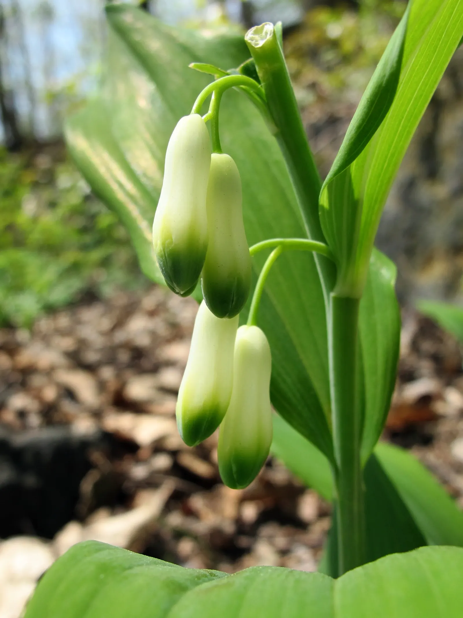 Small Solomon's Seal (Polygonatum Biflorum) — usually around April to June