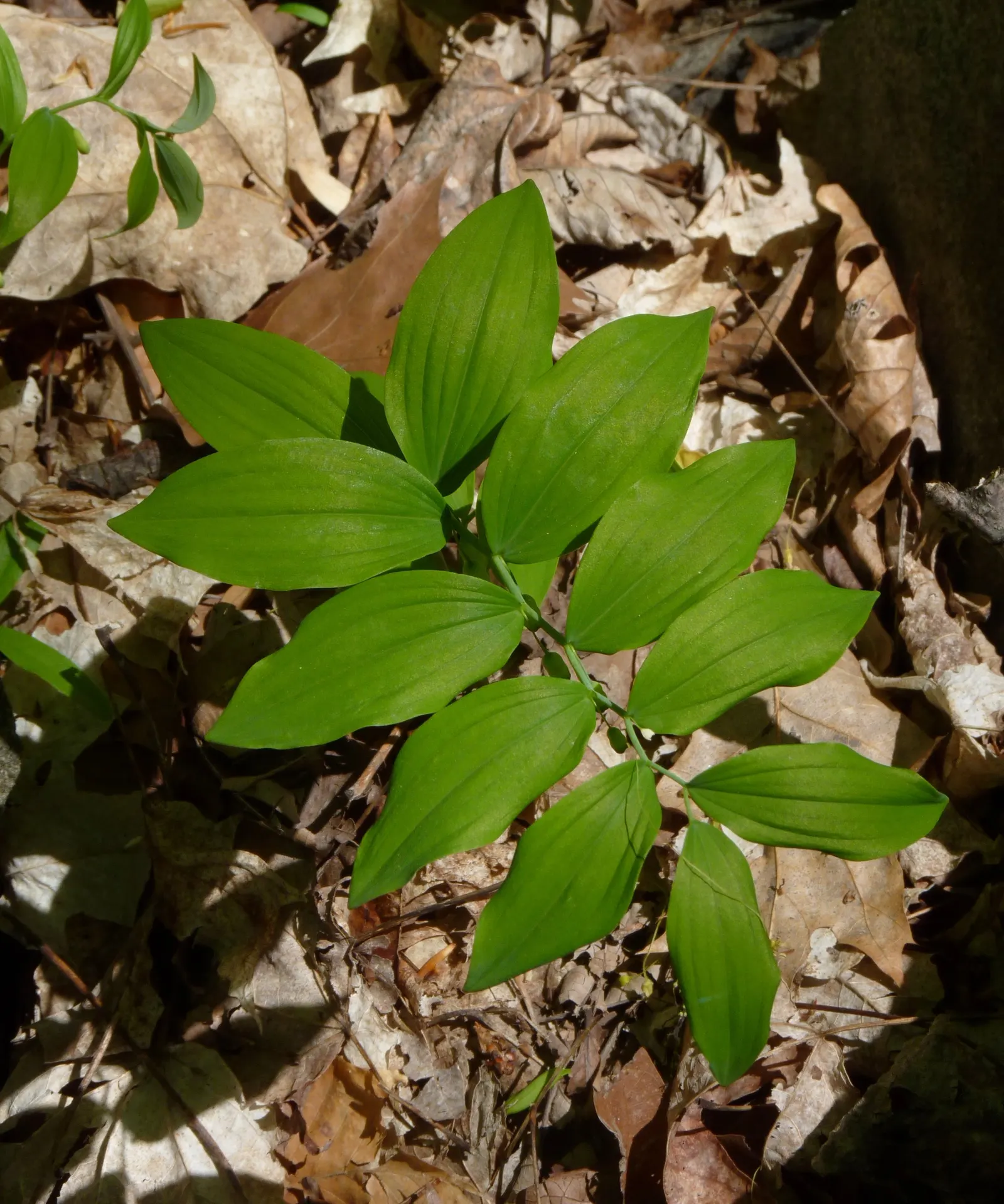 Small Solomon's Seal (Polygonatum Biflorum) — wildflower for deep shade or half or shade