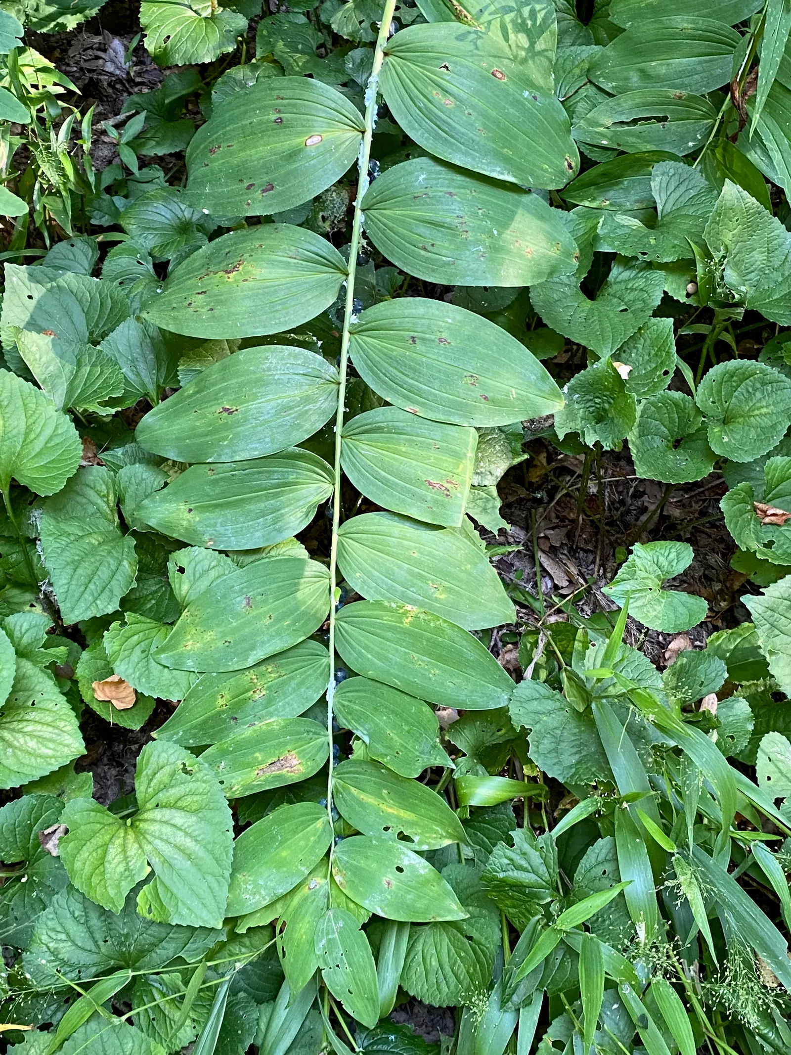 Small Solomon's Seal (Polygonatum Biflorum) — making it a worry-free addition to diverse landscapes where wildlife presence is a consideration