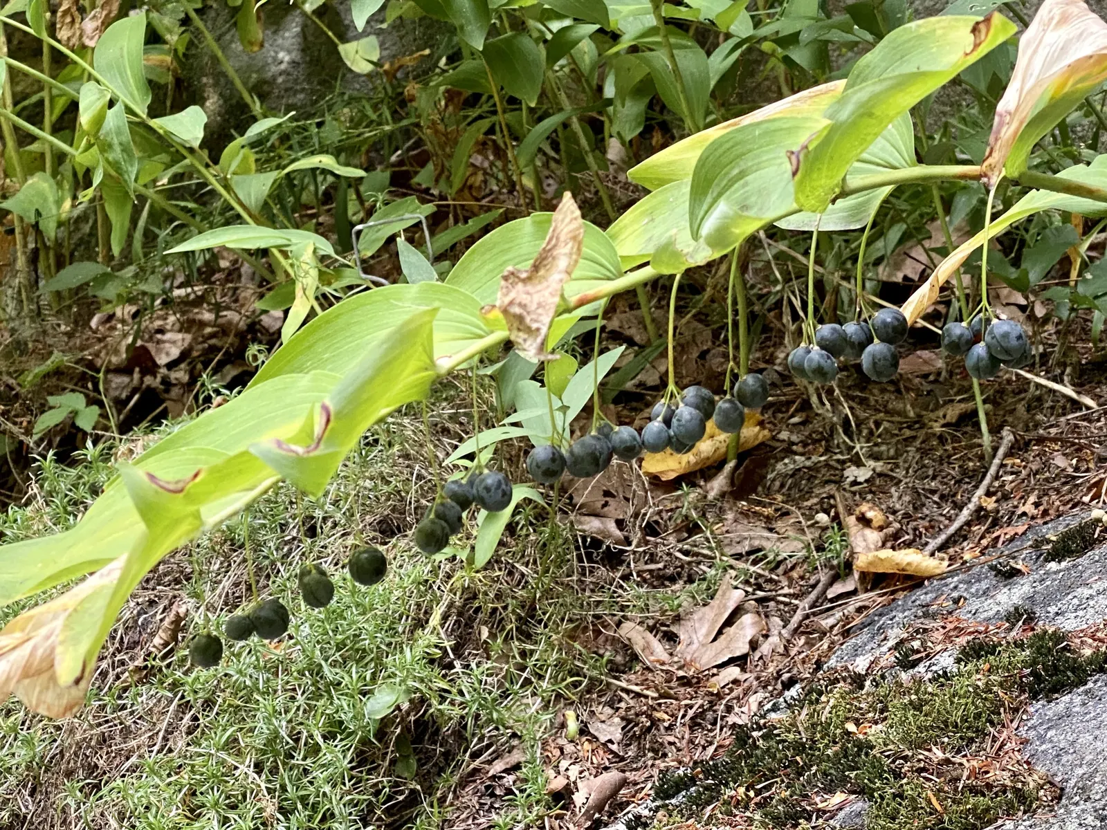 Small Solomon's Seal (Polygonatum Biflorum) — or shaded borders.<br><br>In terms of maintenance