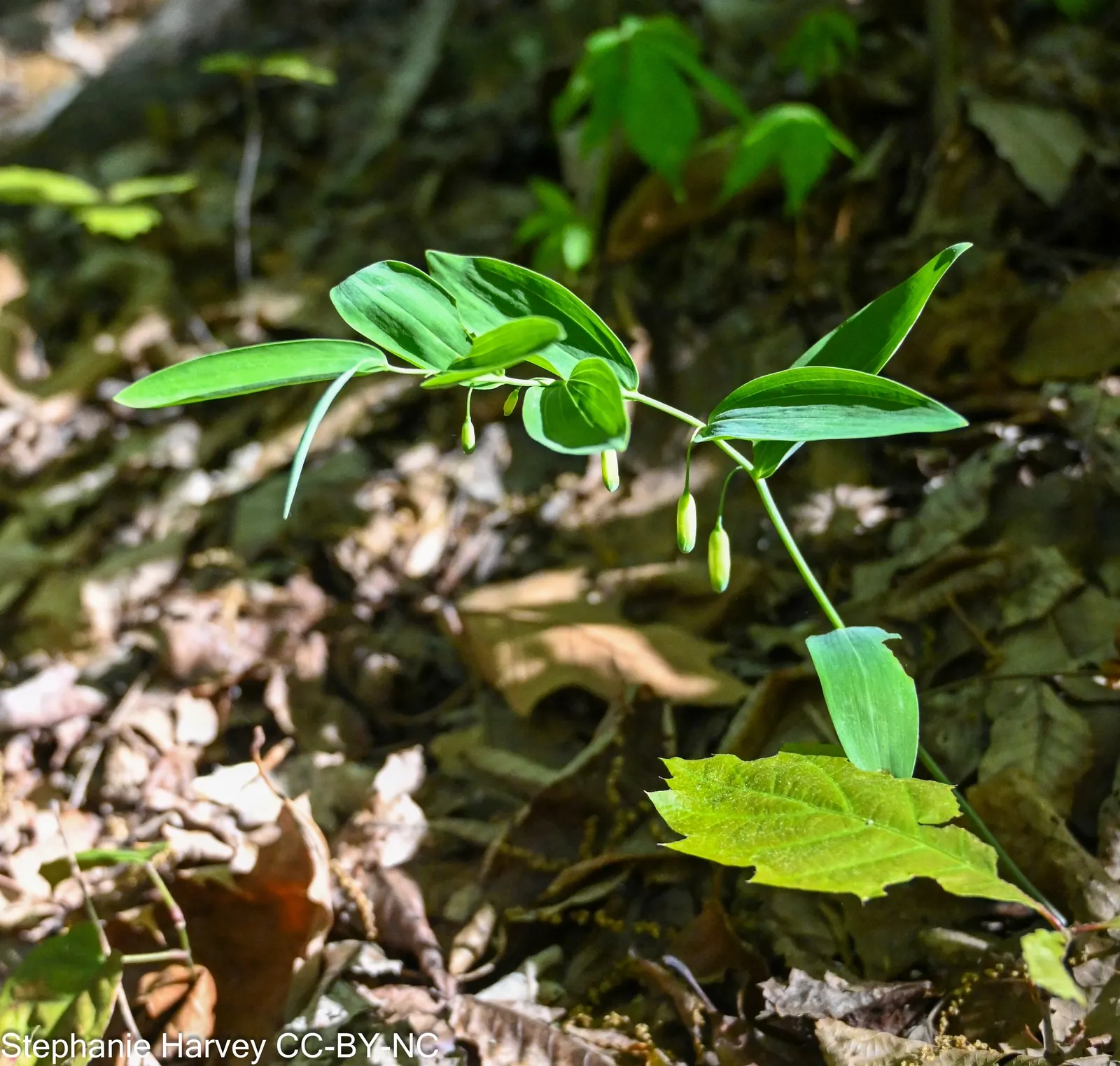 Small Solomon's Seal (Polygonatum Biflorum) — perennial native with arched stems up to 3 feet tall