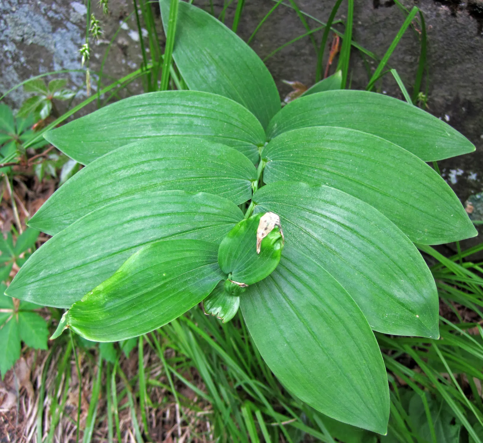 Small Solomon's Seal (Polygonatum Biflorum) — It showcases pairs of bell-shaped, greenish-white flowers in spring, followed by blue-black berries