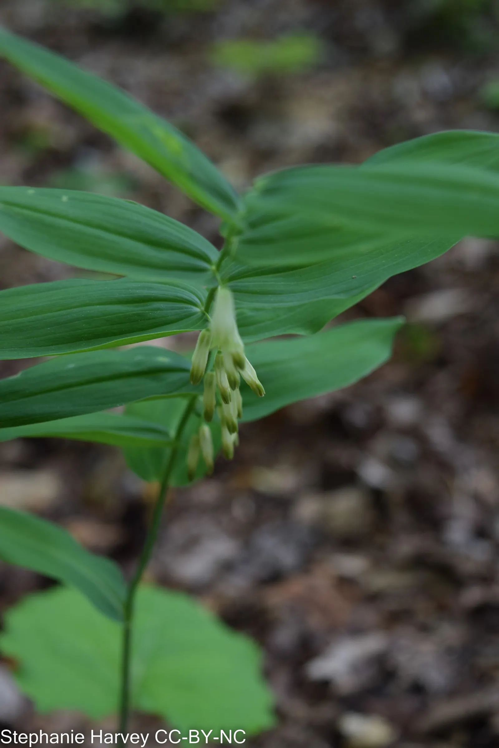 Small Solomon's Seal (Polygonatum Biflorum) — It is characterized by its arching stems; it showcases pairs of bell-shaped, greenish-white flowers in spring