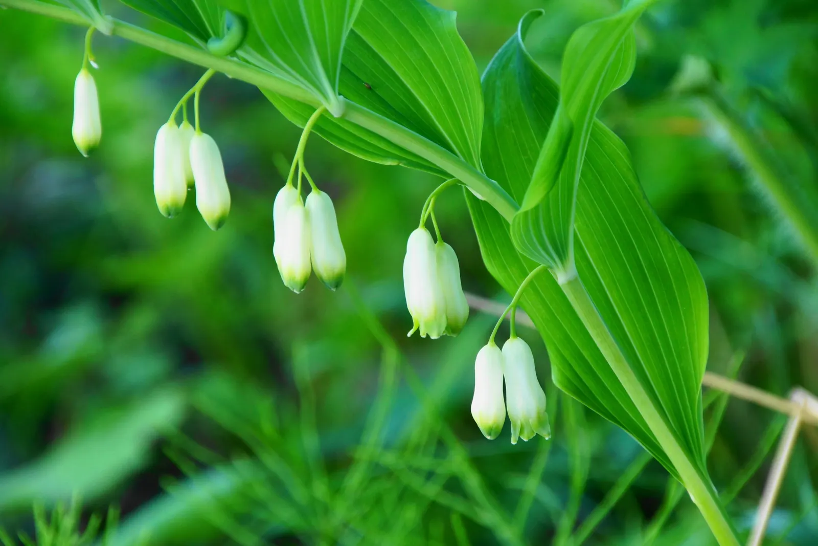 Small Solomon's Seal (Polygonatum Biflorum) — These lush green leaves provide a splendid backdrop for the delicate, bell-shaped flowers; wildflower with yellow