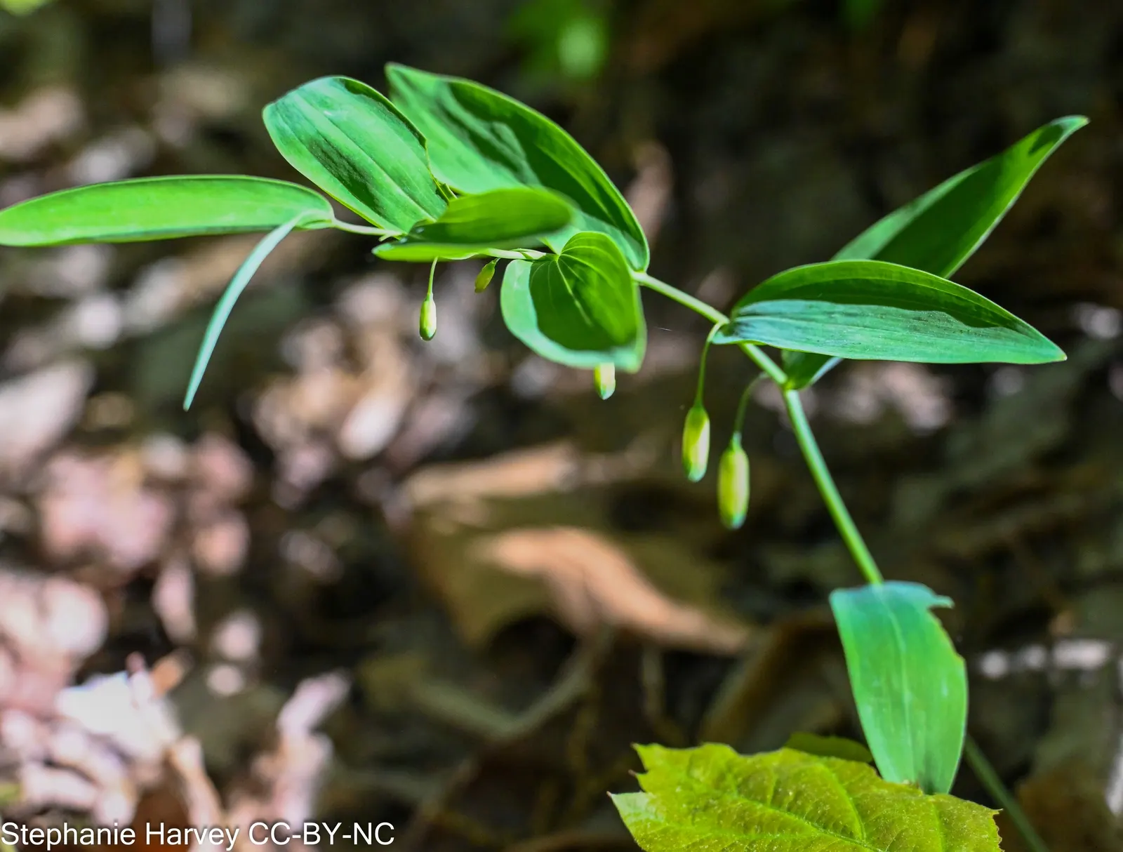 Small Solomon's Seal (Polygonatum Biflorum) — seasonal interest to landscapes; these lush green leaves provide a splendid backdrop for the delicate