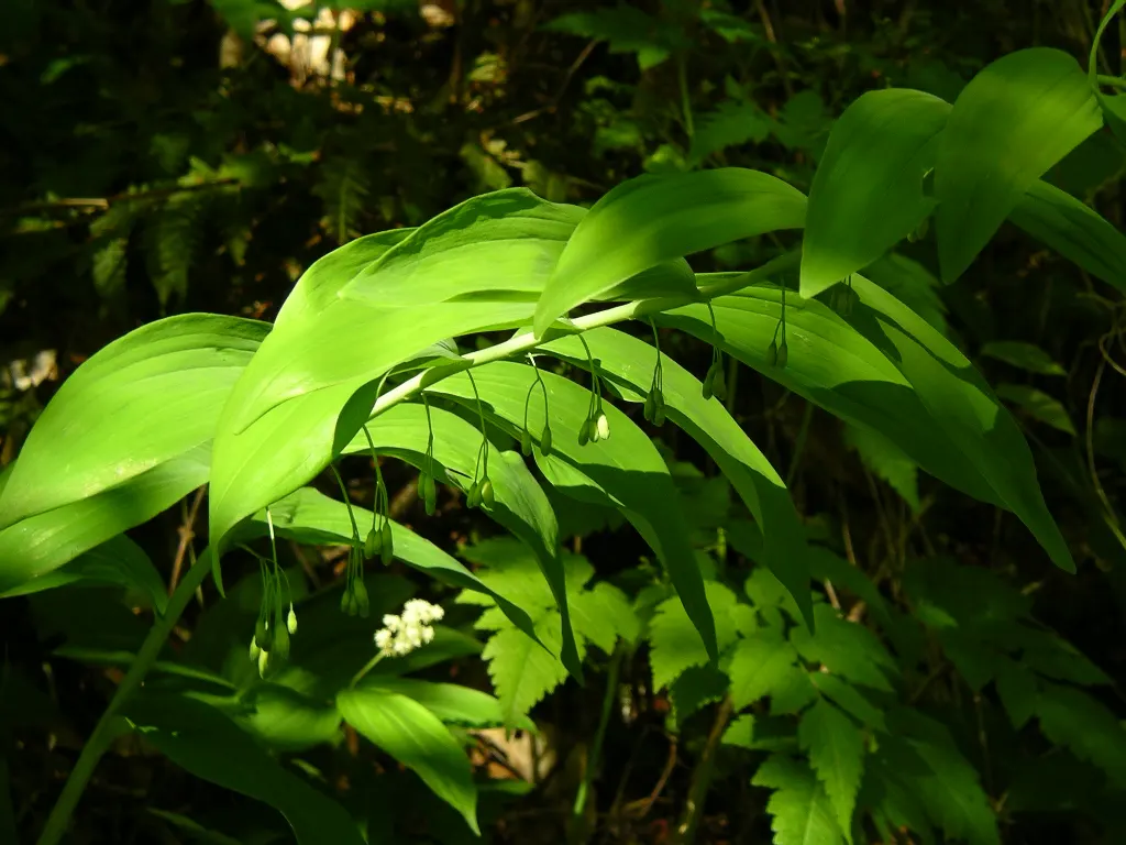 Small Solomon's Seal (Polygonatum Biflorum) — and periodic mulching to retain soil moisture