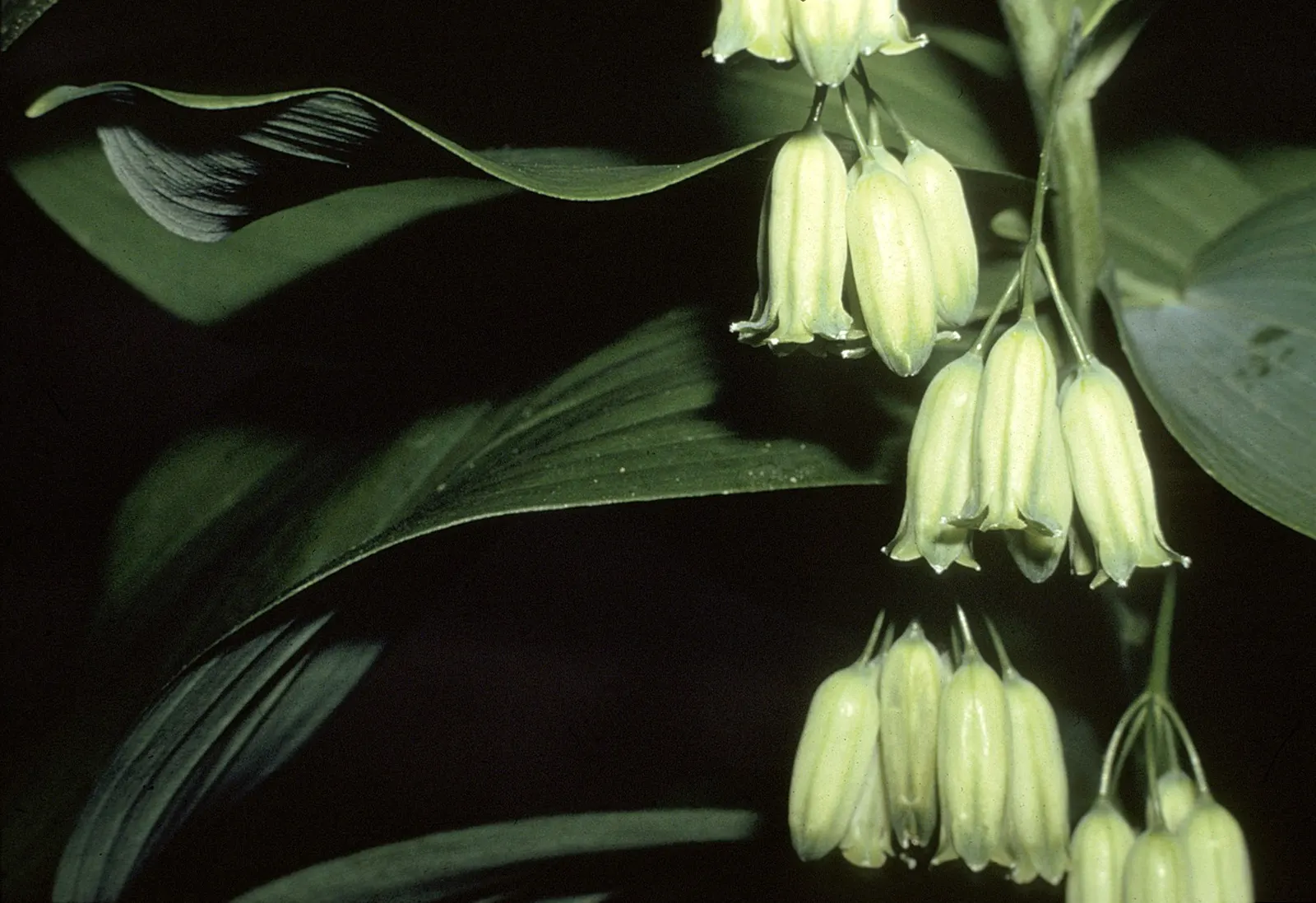 Small Solomon's Seal (Polygonatum Biflorum) — Small Solomon's Seal (Polygonatum biflorum) is a graceful