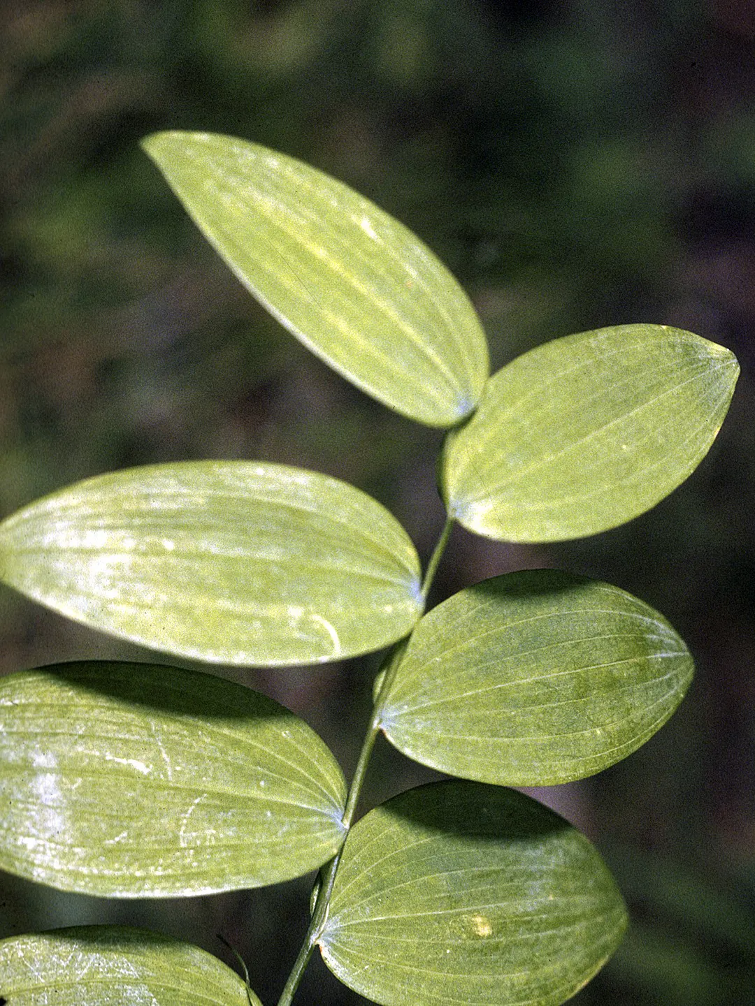 Small Solomon's Seal (Polygonatum Biflorum) — Small Solomon's Seal (Polygonatum biflorum) is a graceful; preferring part to full shade and moist, well-drained