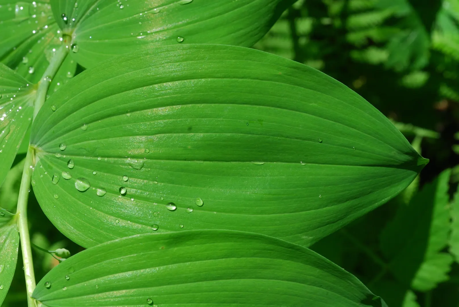 Small Solomon's Seal (Polygonatum Biflorum) — This plant thrives best in partial to full shade