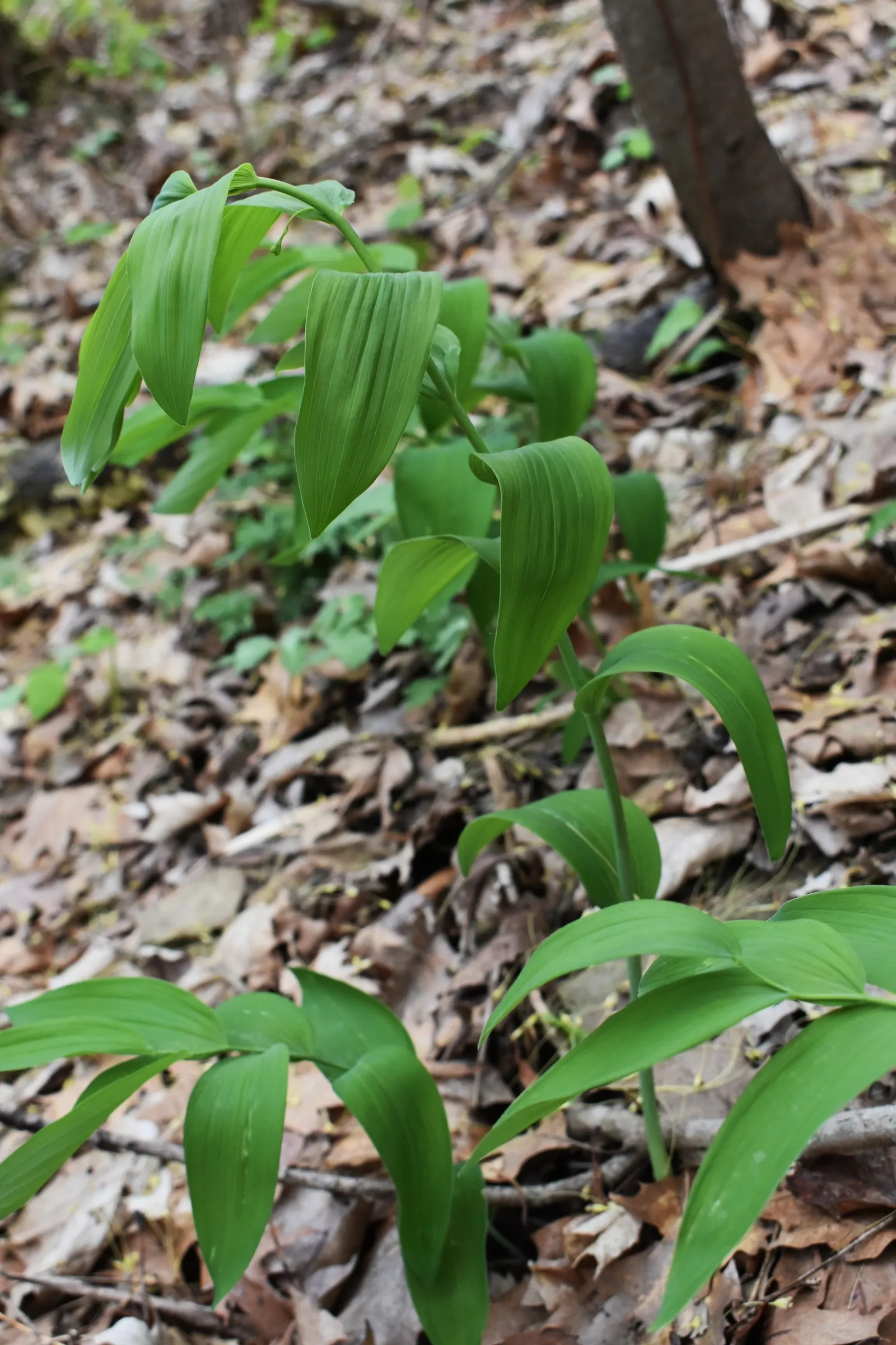 Small Solomon's Seal (Polygonatum Biflorum) — It showcases pairs of bell-shaped, greenish-white flowers in spring, followed by blue-black berries; these