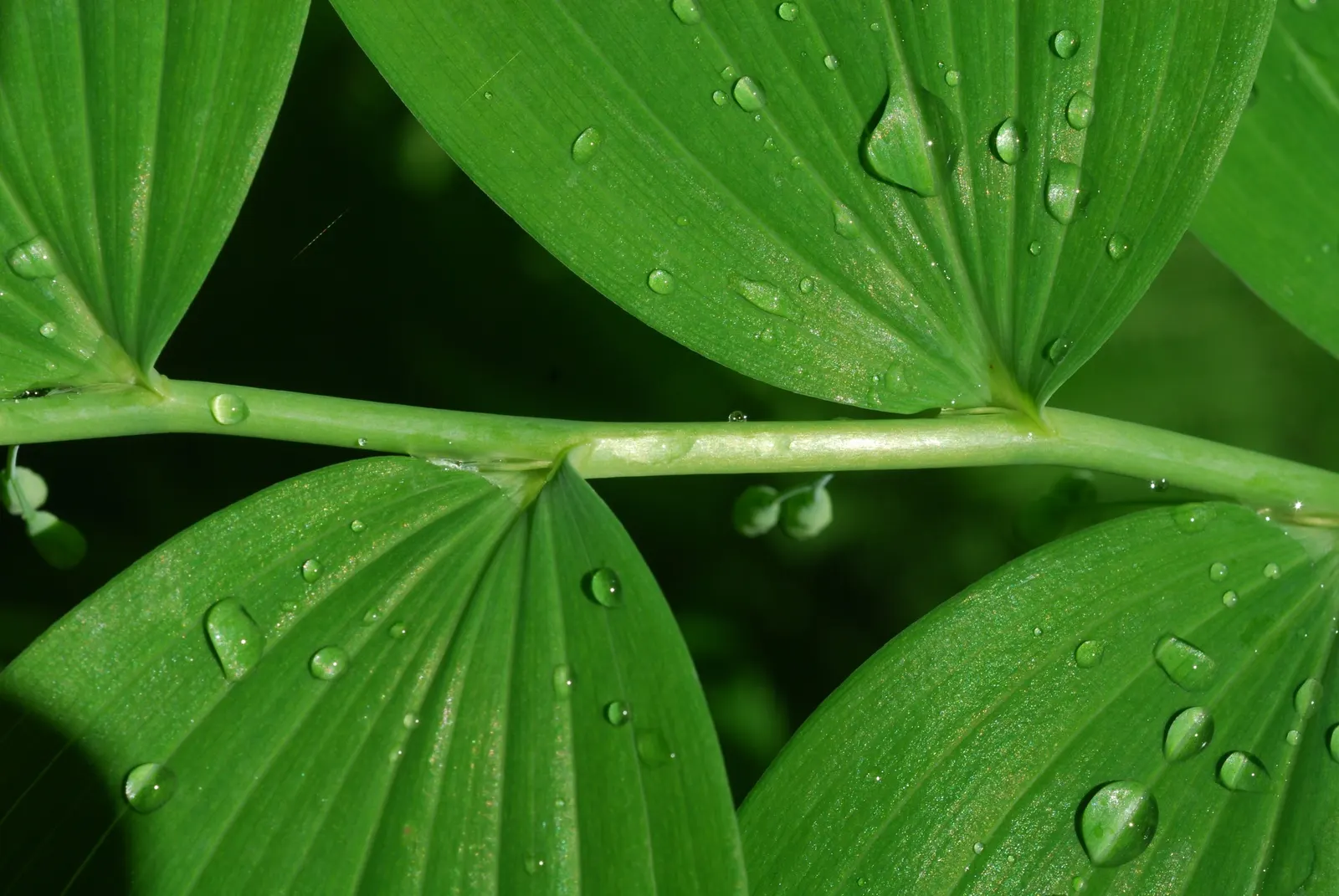Small Solomon's Seal (Polygonatum Biflorum) — yellow flowers in the garden