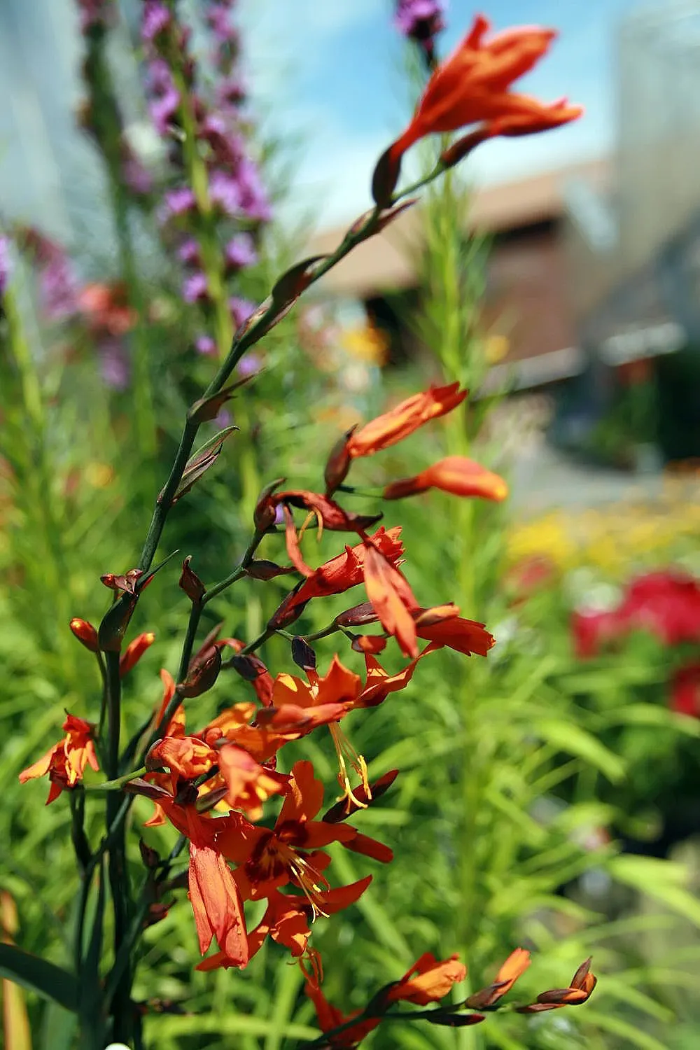 Montbretia (Crocosmia X `Emily Mckenzie`) — gardeners will appreciate its allure to hummingbirds and beneficial insects; `Emily McKenzie` thrives, image 99