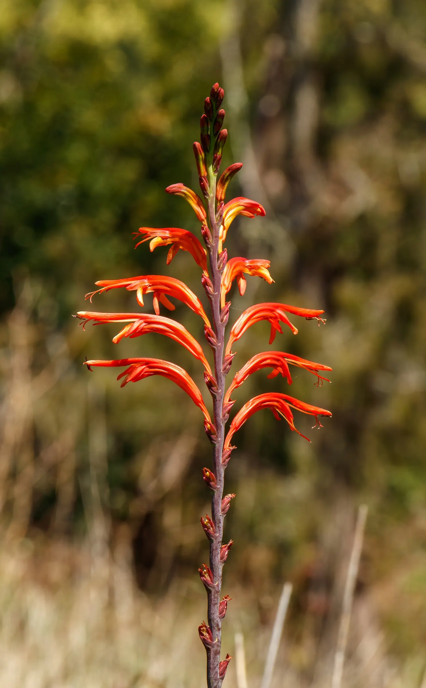 Montbretia (Crocosmia X `Emily Mckenzie`) — boasting vibrant orange flowers with a red eye; making it a captivating feature in beds, image 54