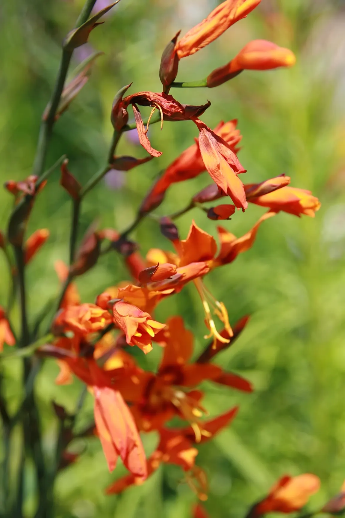 Montbretia (Crocosmia X `Emily Mckenzie`) — Hardy in Zones 5-9, it requires moderate watering and winter mulch in colder areas; a backdrop of, image 59