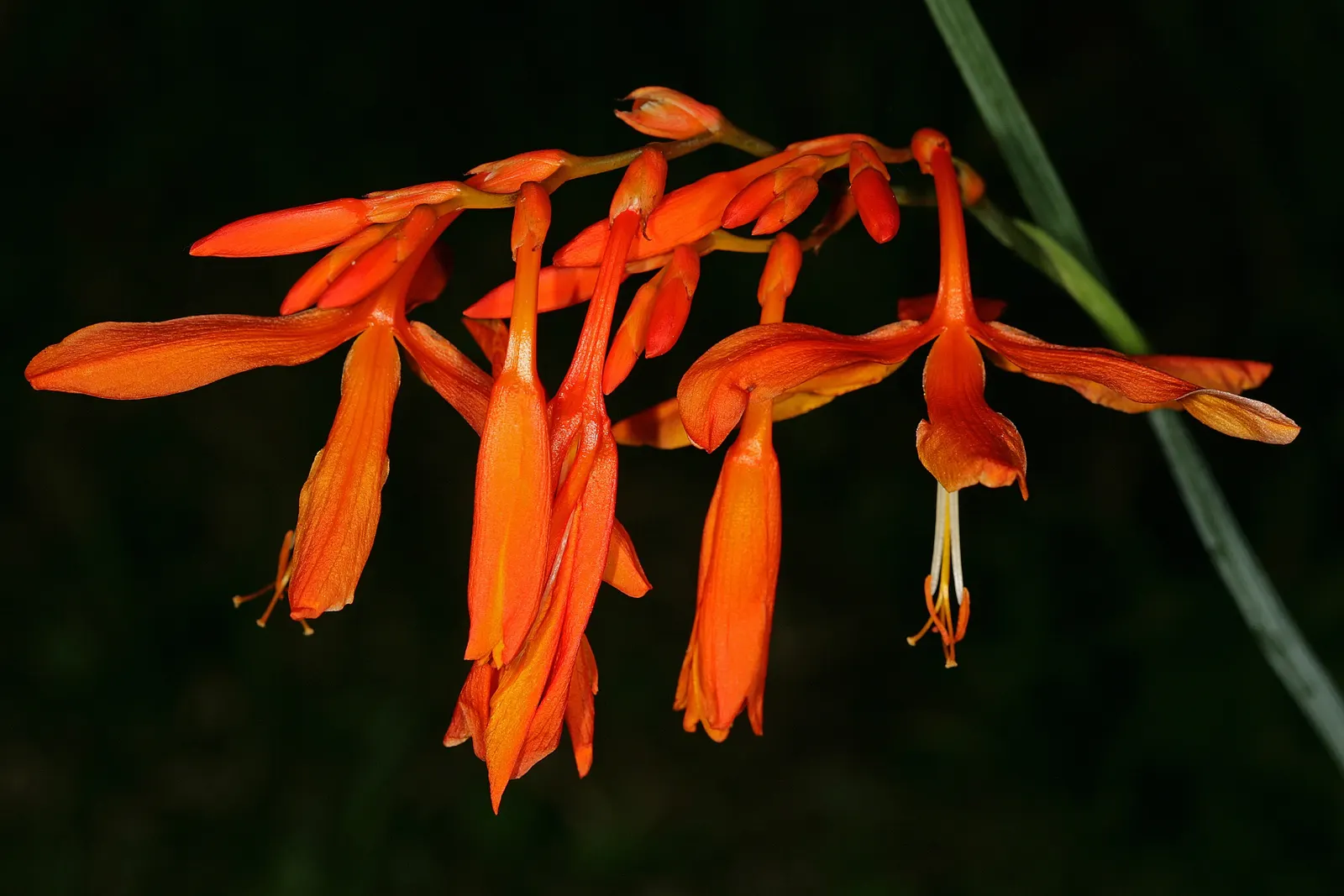 Montbretia (Crocosmia X `Emily Mckenzie`) — This variety's robust growth habit and moderate water requirements make it apt for a low-maintenance, image 67
