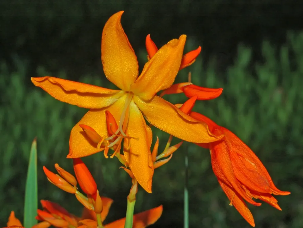 Montbretia (Crocosmia X `Emily Mckenzie`) — A backdrop of evergreen shrubs or a canvas of green grasses can accentuate its fiery color palette; hardy in Zones