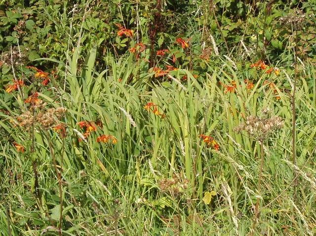 Montbretia (Crocosmia X `Emily Mckenzie`) — bulb / perennial with orange blooms; though it may benefit from regular watering during dry spells
