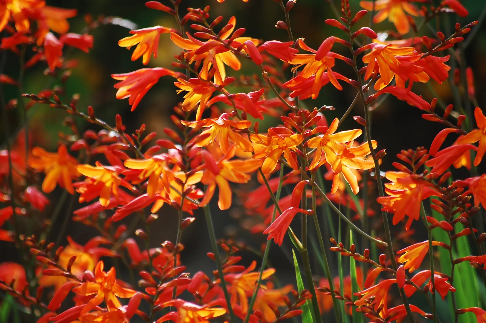 Montbretia (Crocosmia X `Emily Mckenzie`) — Reaches up to 2-3 feet in height and spreads 1-2 feet, perfect for borders and as accent plants, image 83