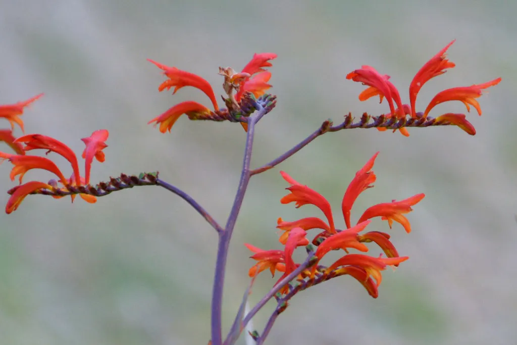 Montbretia (Crocosmia X `Emily Mckenzie`) — Reaches up to 2-3 feet in height and spreads 1-2 feet, perfect for borders and as accent plants; attracts