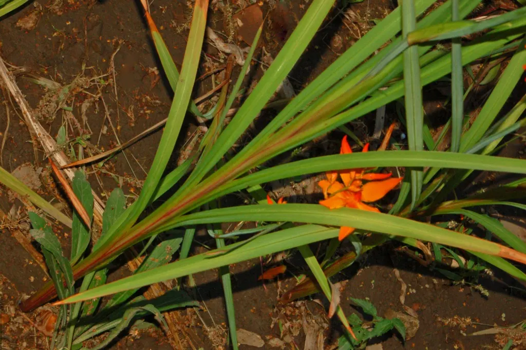 Montbretia (Crocosmia X `Emily Mckenzie`) — this cultivar shines with its distinctive