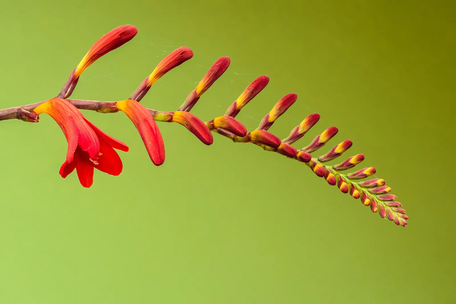 Montbretia (Crocosmia X `Emily Mckenzie`) — though it may benefit from regular watering during dry spells; reaches up to 2-3 feet in height and spreads 1-2