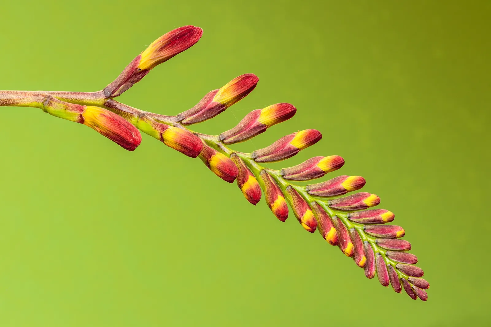 Montbretia (Crocosmia X `Emily Mckenzie`) — can ensure this Crocosmia remains a beloved and enduring component of their garden; boasting vibrant, image 101