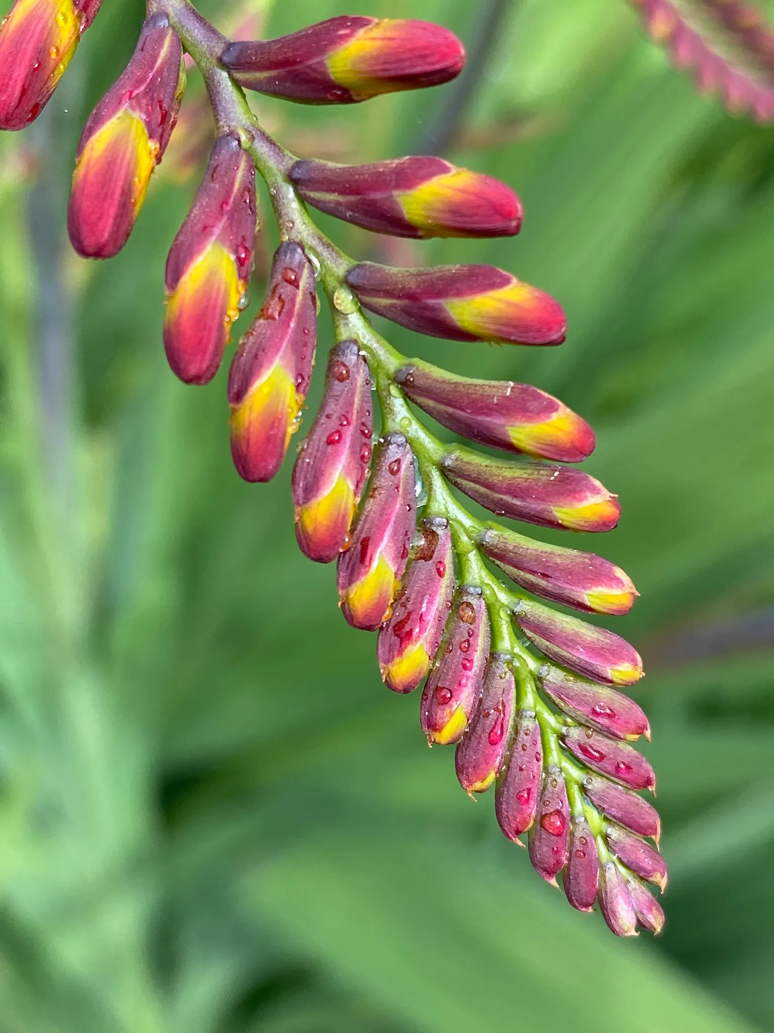 Montbretia (Crocosmia X `Emily Mckenzie`) — bulb / perennial with orange blooms