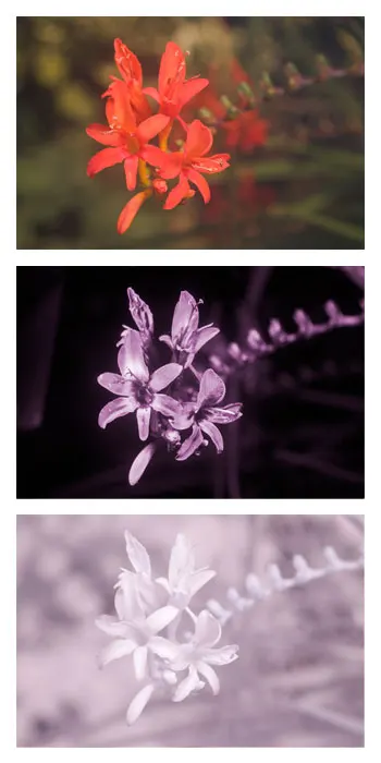 Montbretia (Crocosmia X `Emily Mckenzie`) — gardeners will appreciate its allure to hummingbirds and beneficial insects; `Emily McKenzie` thrives, image 73