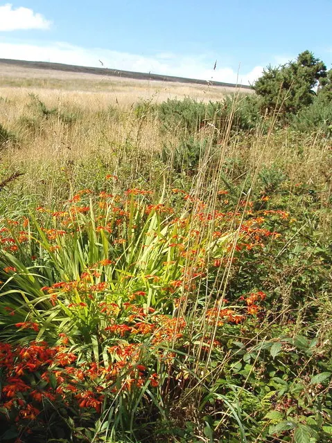 Montbretia (Crocosmia X `Emily Mckenzie`) — Commonly known as Montbretia; montbretia 'Emily McKenzie' is a striking perennial, image 60