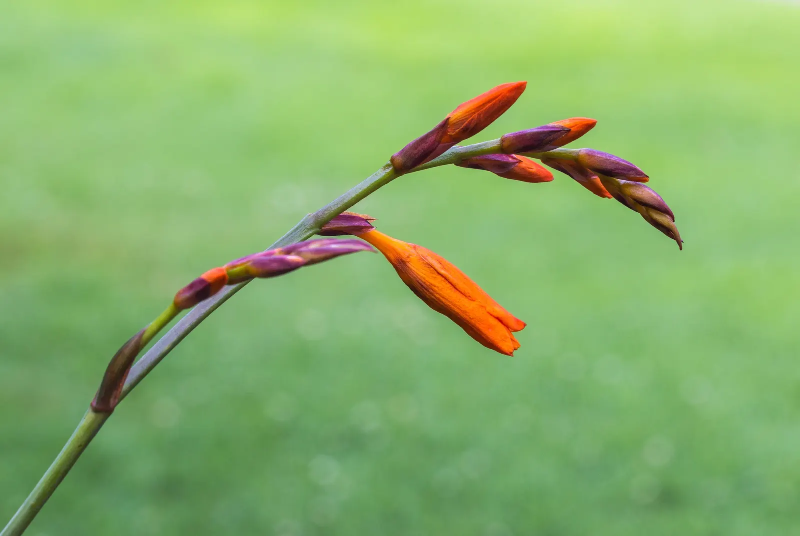 Montbretia (Crocosmia X `Emily Mckenzie`) — This variety's robust growth habit and moderate water requirements make it apt for a low-maintenance, image 93