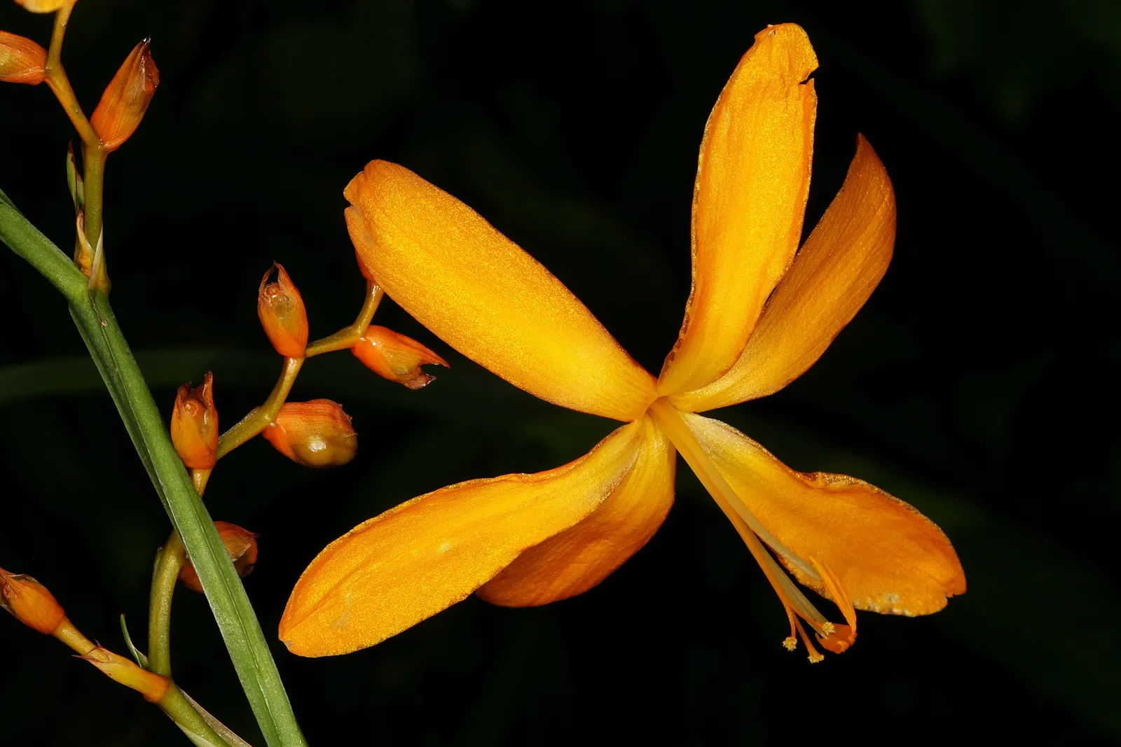 Montbretia (Crocosmia X `Emily Mckenzie`) — Commonly known as Montbretia; montbretia 'Emily McKenzie' is a striking perennial