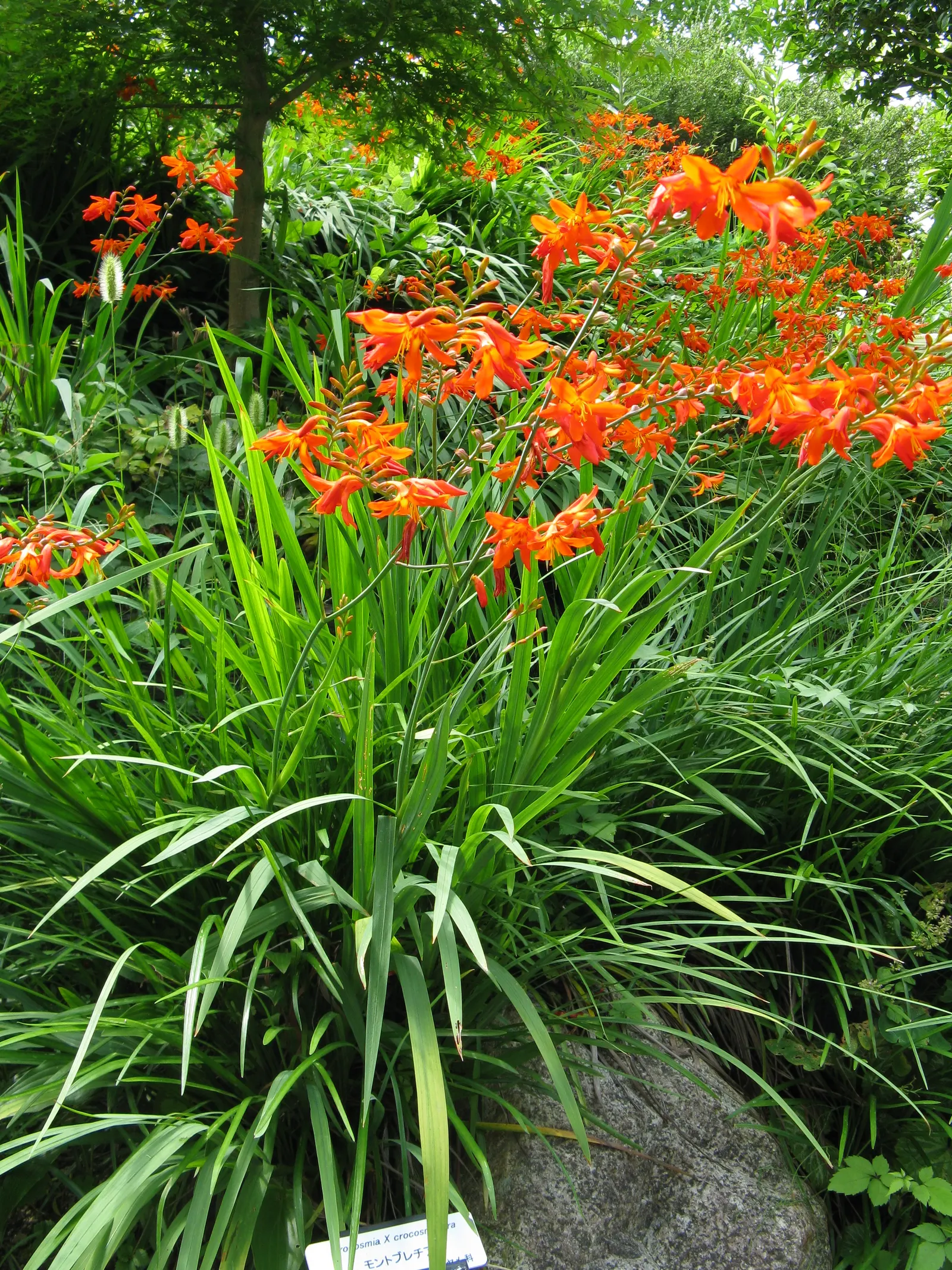 Montbretia (Crocosmia X `Emily Mckenzie`) — and highlighting its resistance to deer; gardeners will appreciate its allure to hummingbirds and beneficial insects