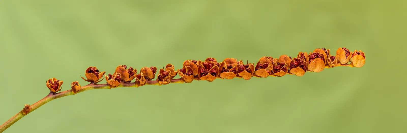 Montbretia (Crocosmia X `Emily Mckenzie`) — each about 2 to 3 inches in diameter